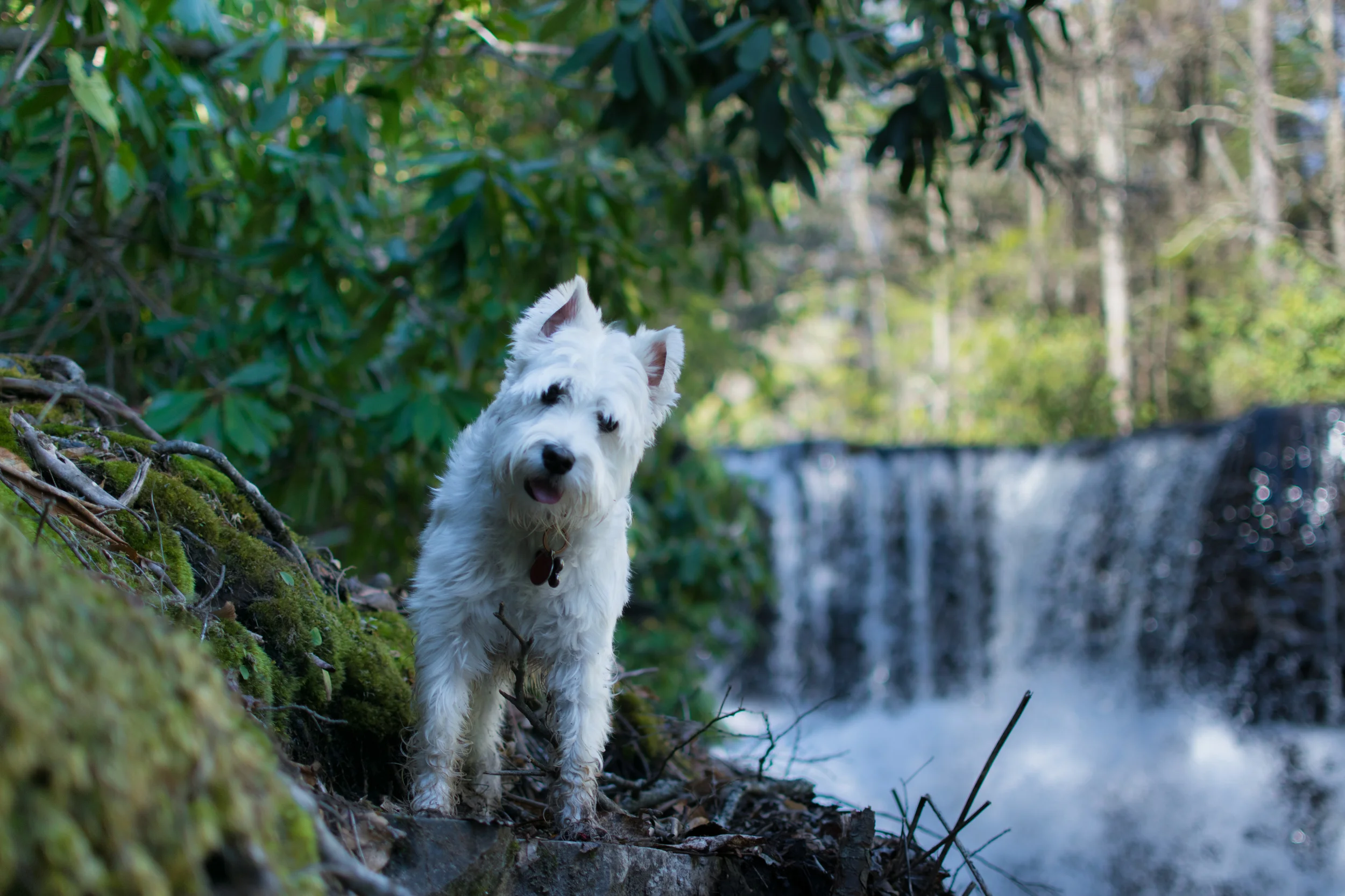 Nathan Chung hikes to Upper Cascades in Pembroke, VA.