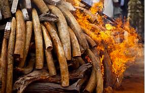 The global march ATX petitions ivory trade countries to destroy their ivory, close down carving factories and end the trade. 