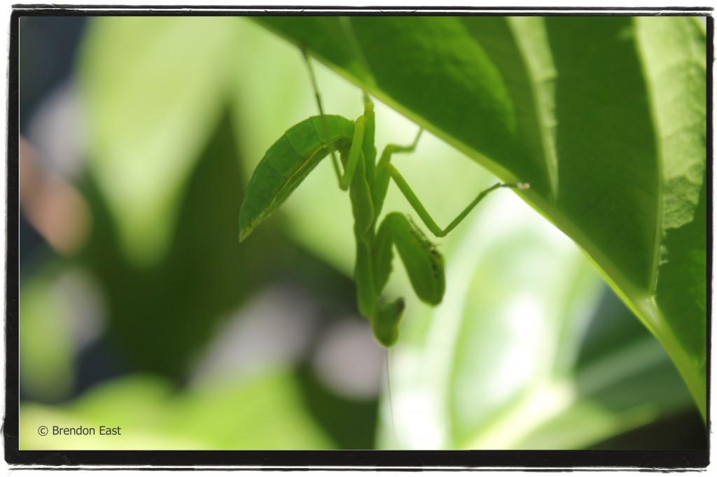 Learn about beneficial insects with Channel Islands Landscape and Design. Consultation and Coaching. Praying Mantis photo by Brendon East