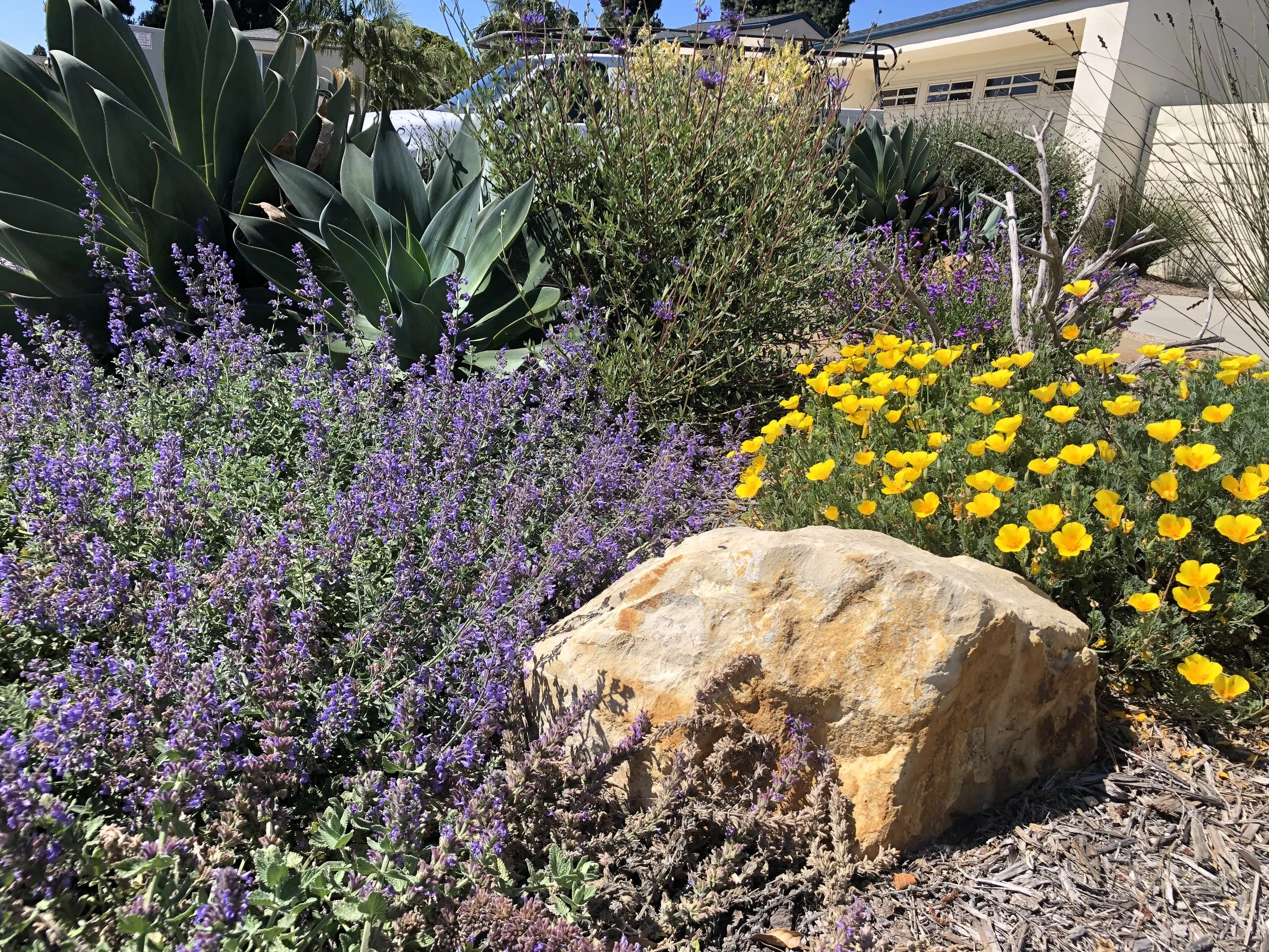 channel islands landscape and design ventura landscaping company (5).jpg