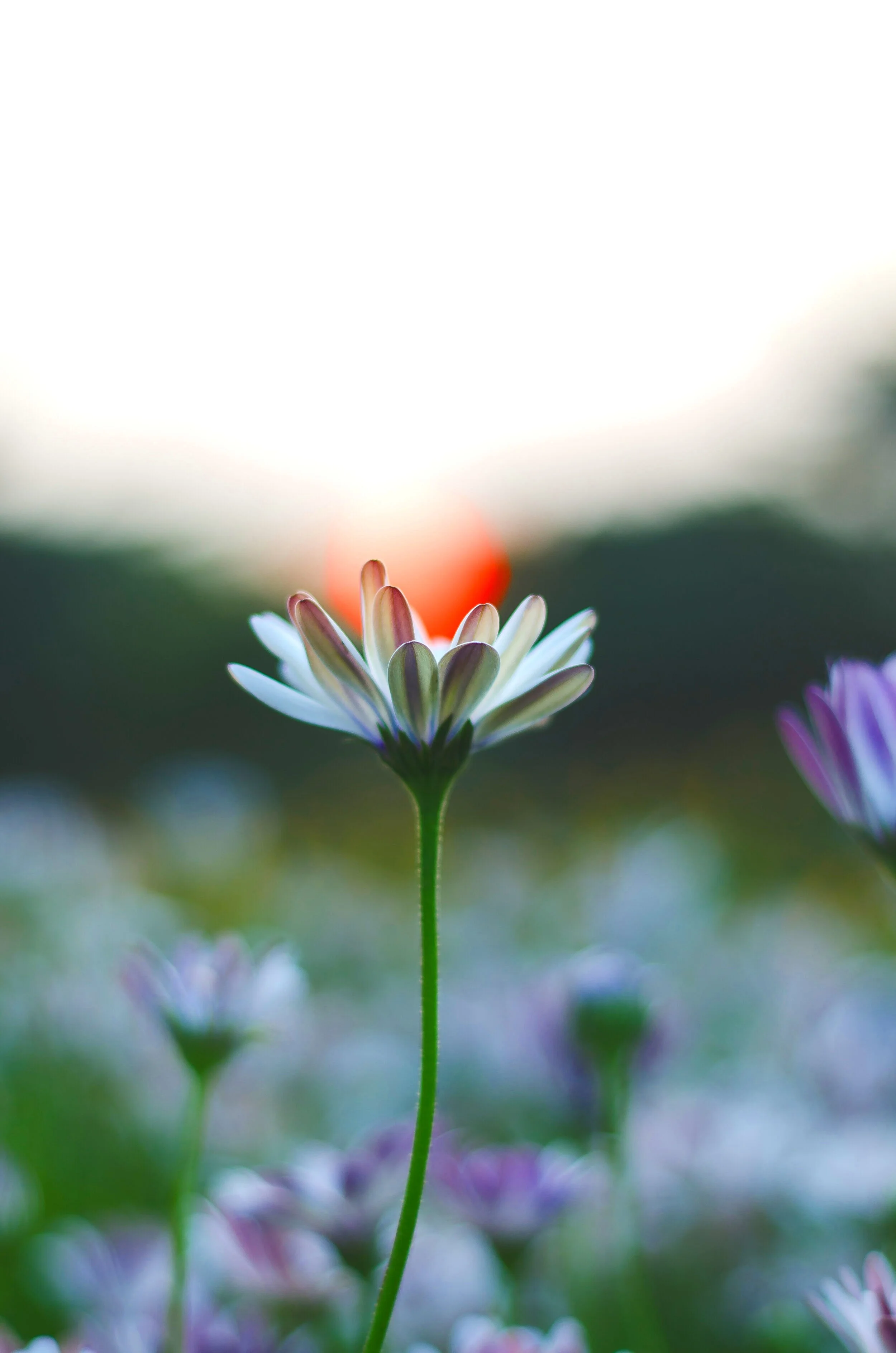 If You Can’t Believe It, Then It Probably Won’t Happen - Podcast