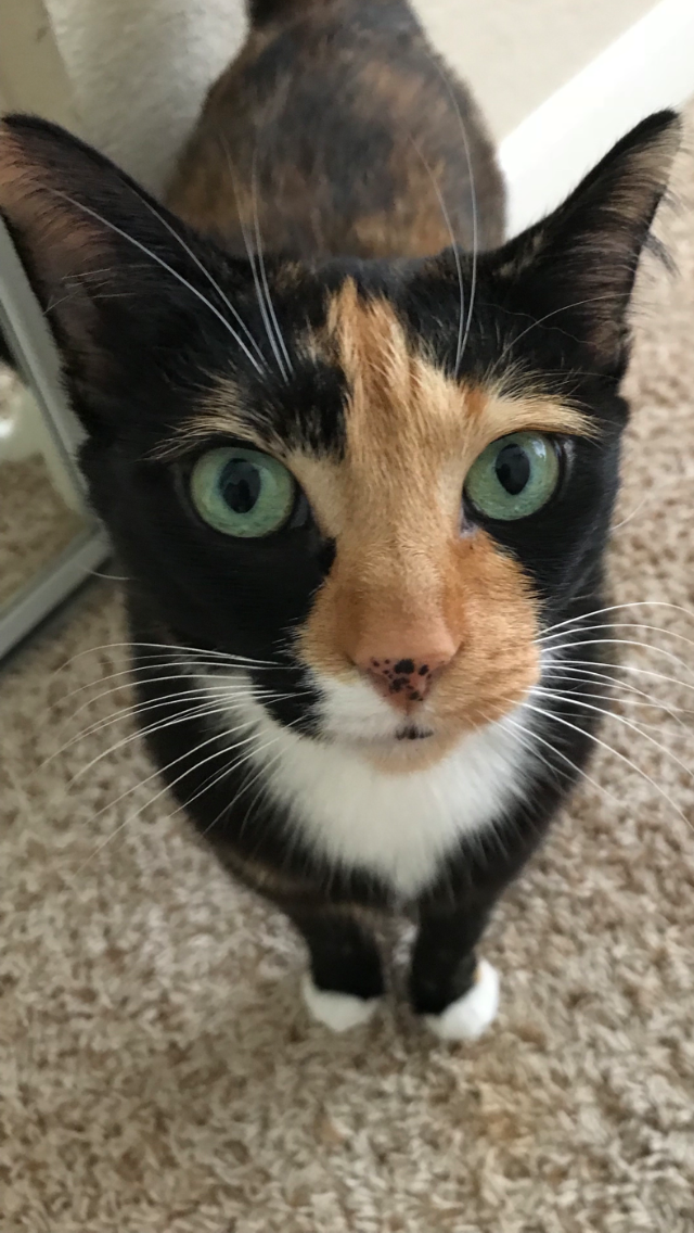 Embracing Your Inner Feline