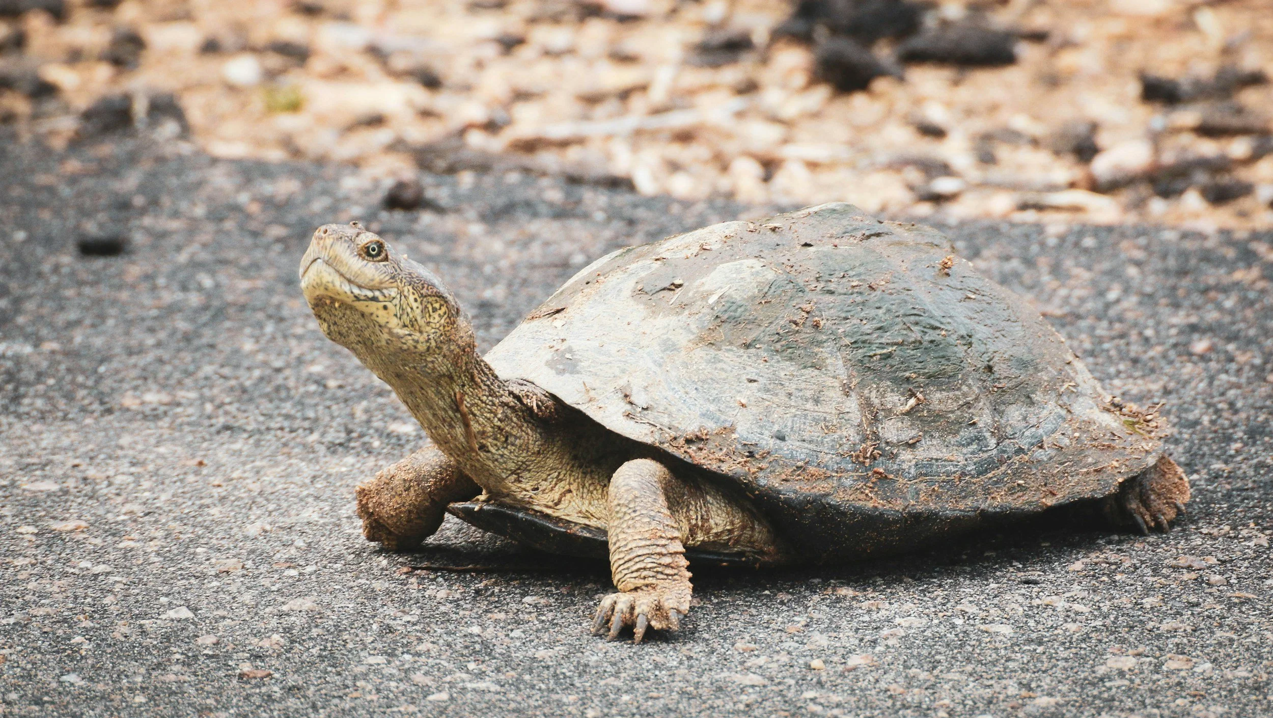 Be a Turtle