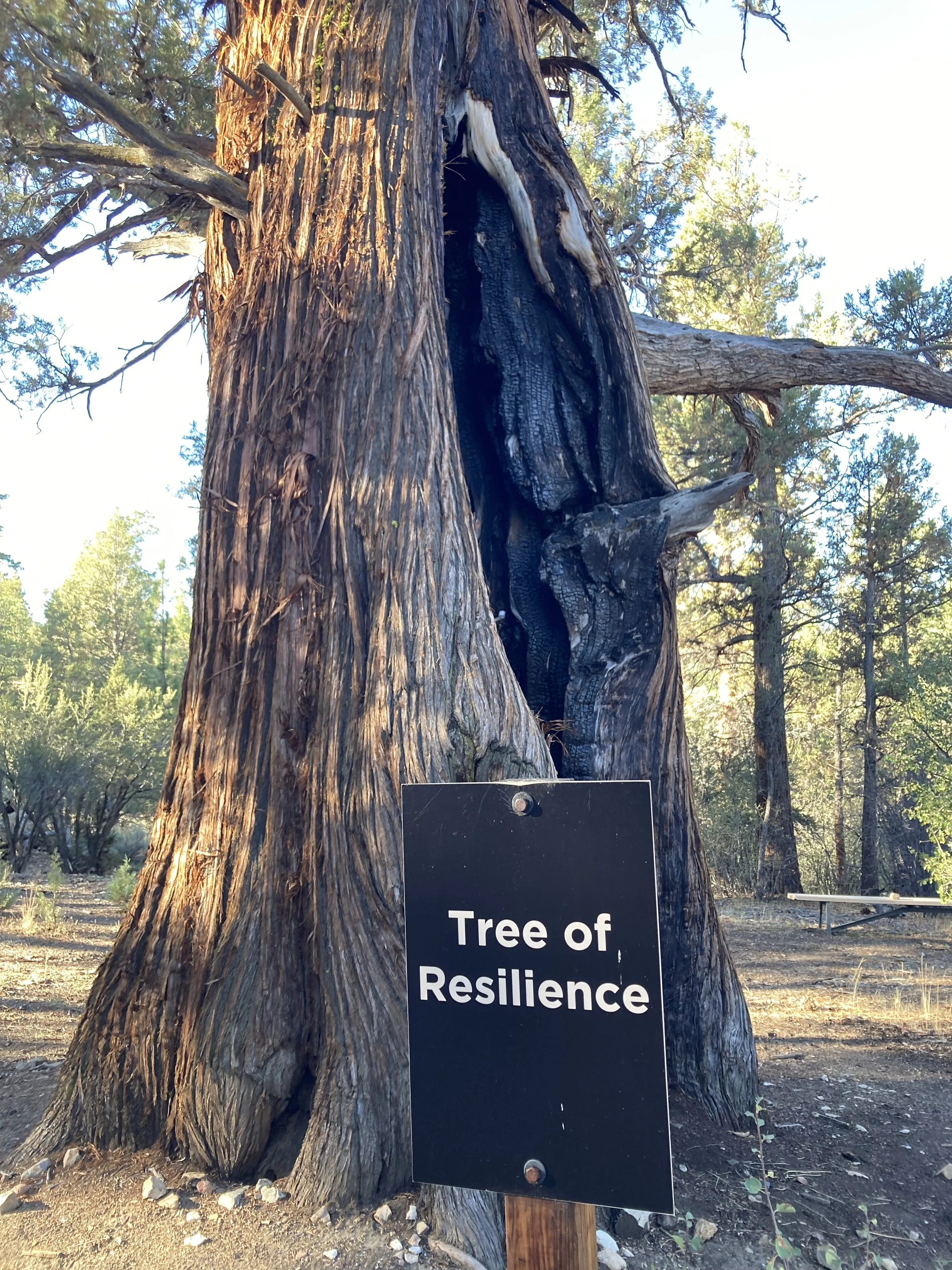 The Tree of Resilience