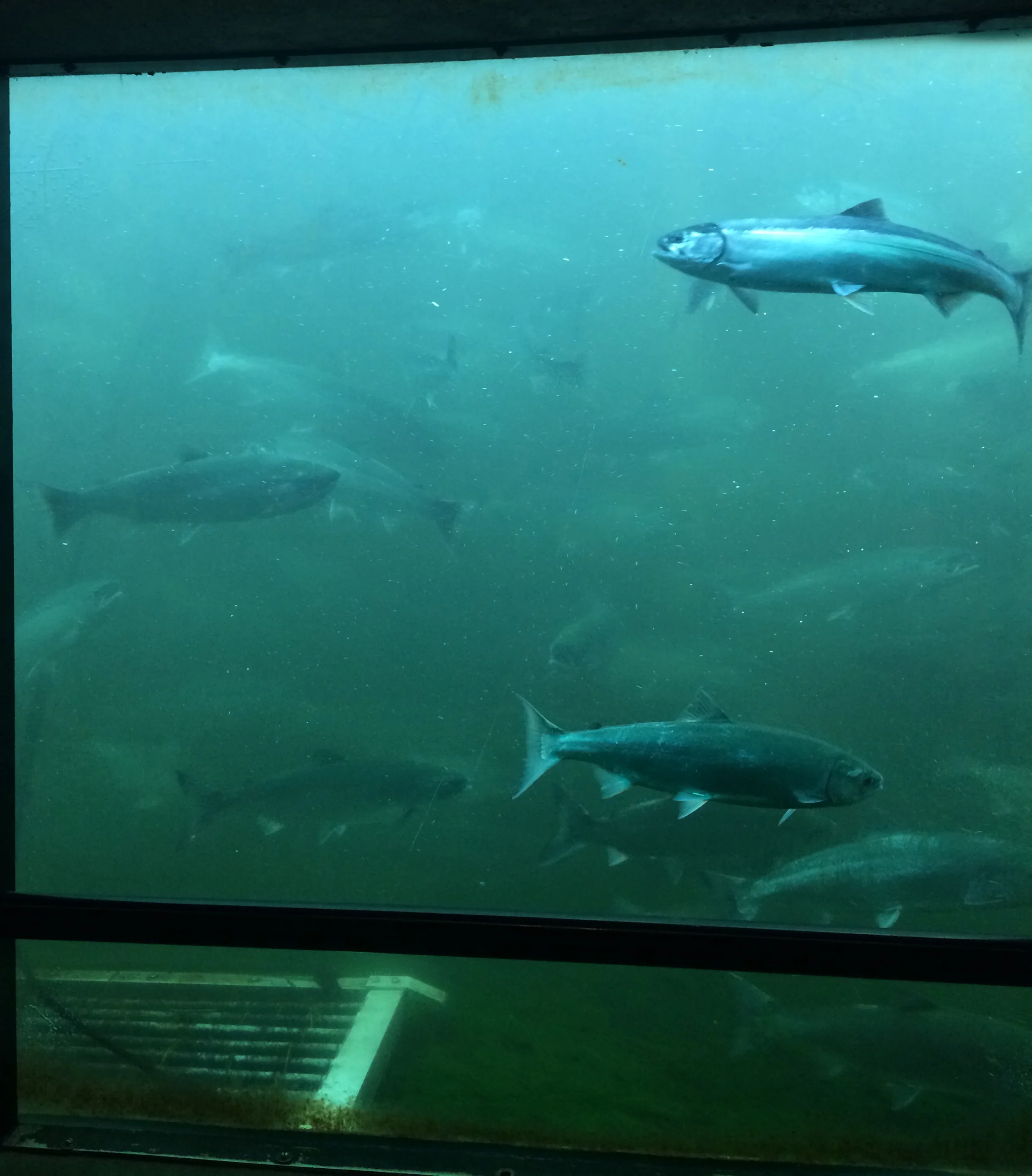 Image 3 / Boats are carried through the Ballard Locks while salmon climb the adjacent fish ladder to the freshwater of Salmon Bay. Image by Nicky Bloom.