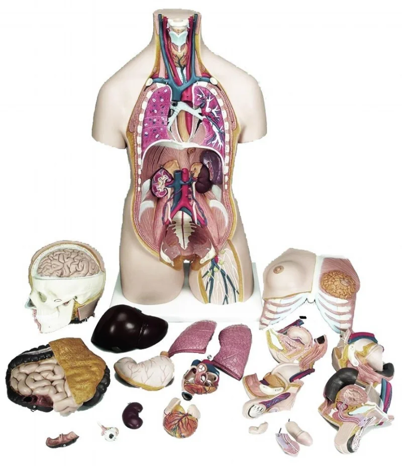 Image 13 / 3B Scientific “Deluxe Torso.” Educational anatomical model. 20-part, 87 x 38 x 25 cm, 7.6 kg