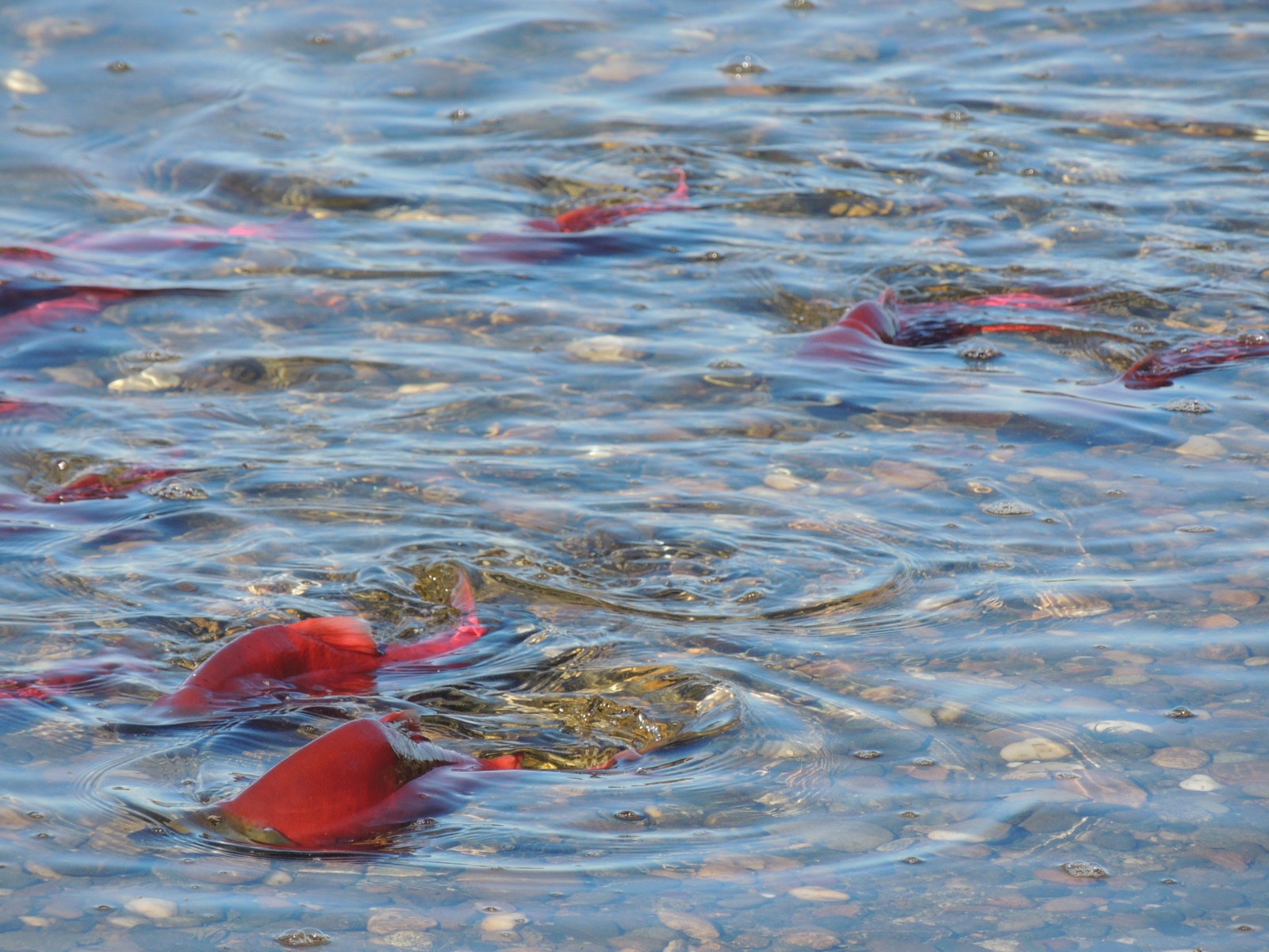 Kokanee spawning