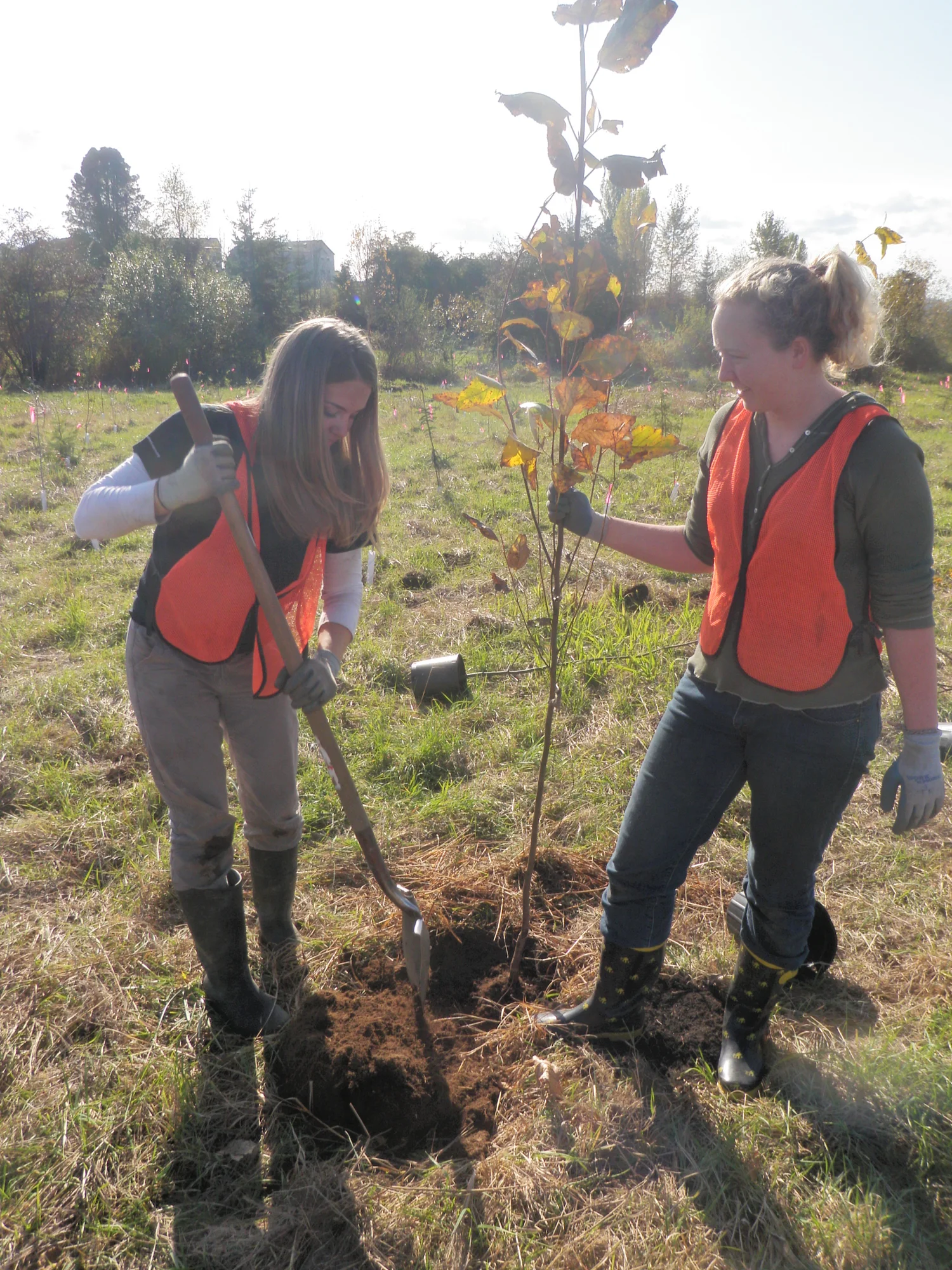 Salmon Habitat Restoration Sound Salmon Solutions