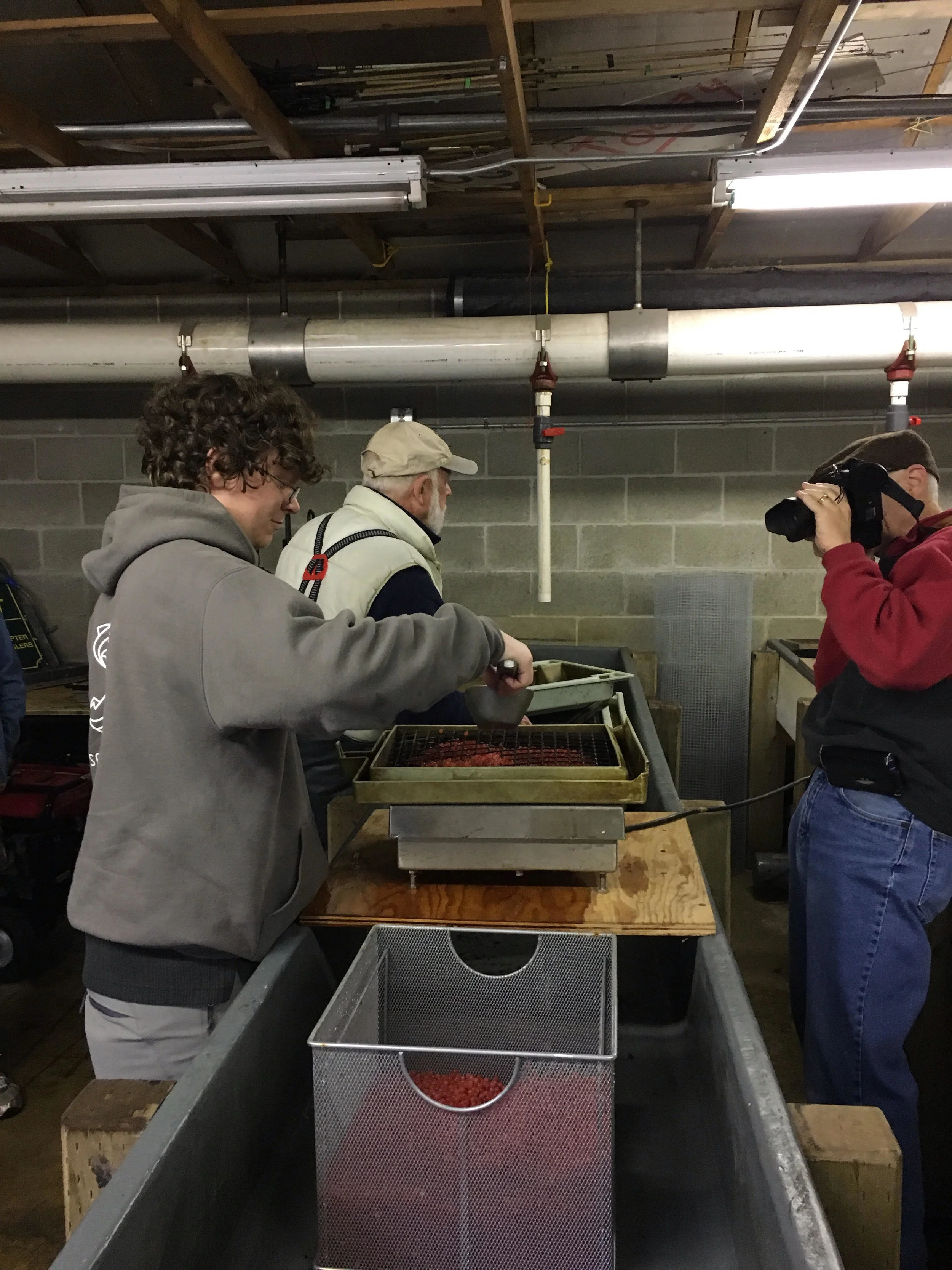 weighing eggs.jpg