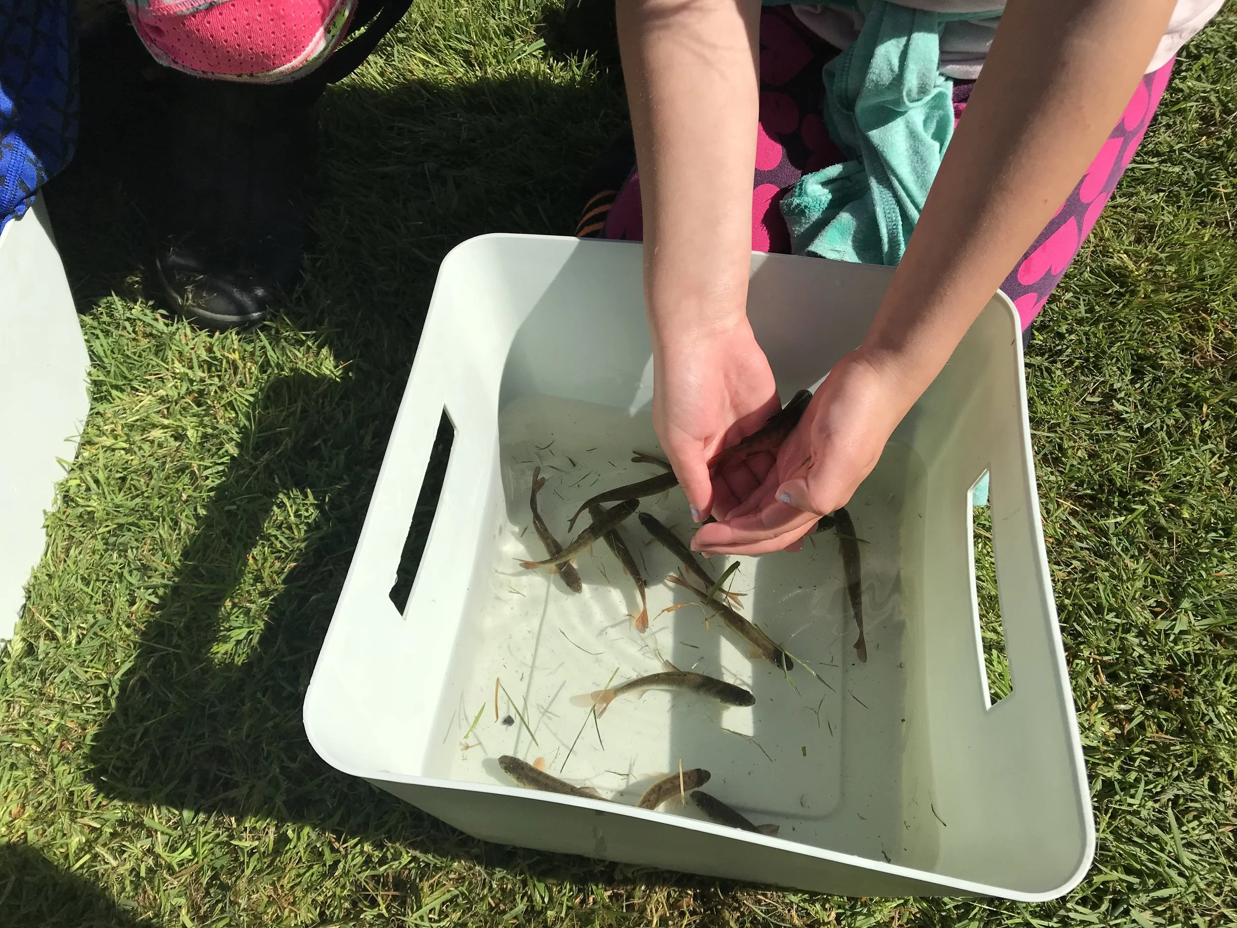 Swamp Creek Release 2018 Fry in bucket.jpg