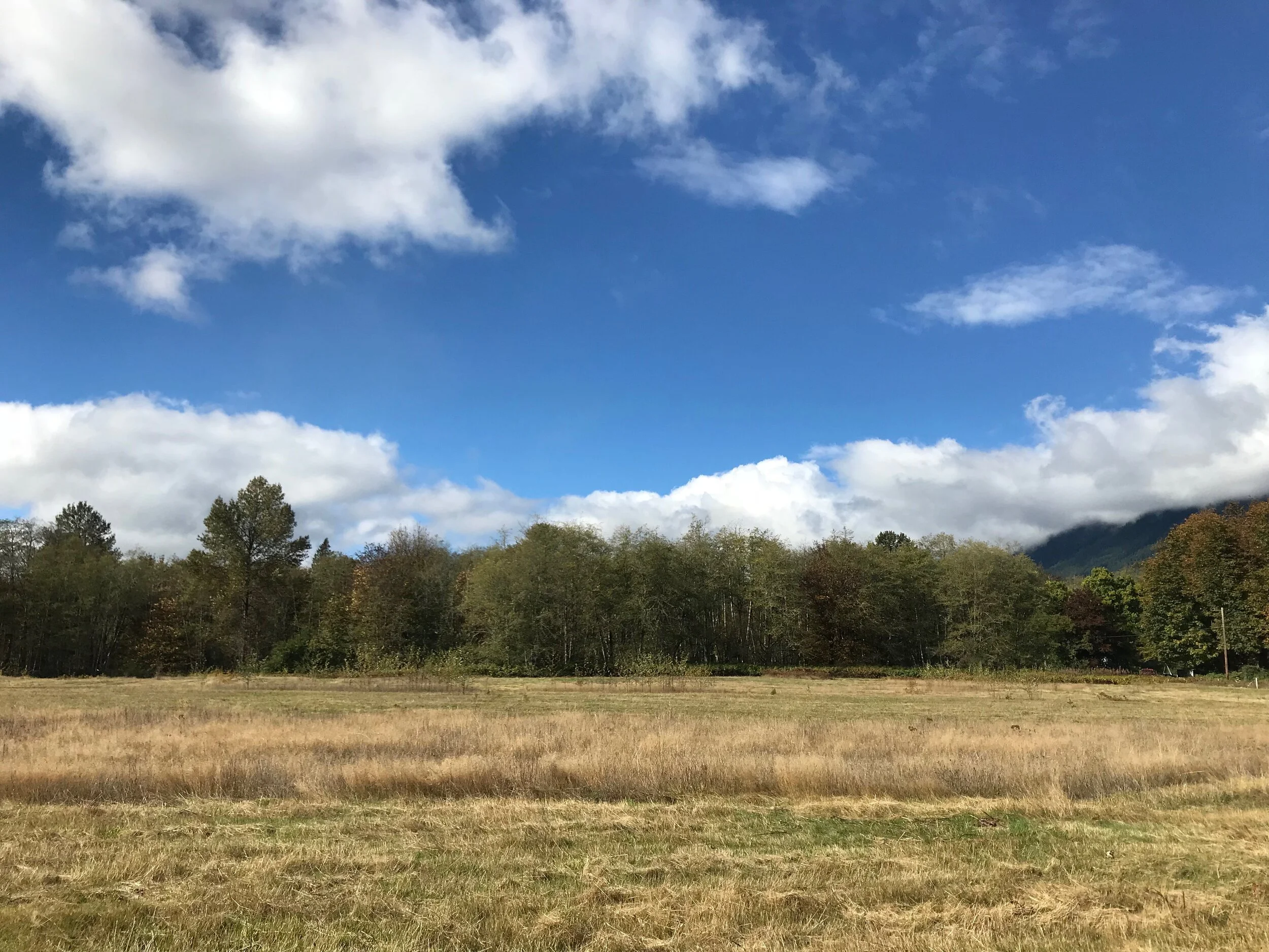 MLK Day of Service - Plant Trees to Save Salmon!