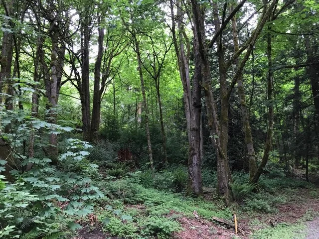 Hutt Park - Vol Steward Led (Event Canceled)