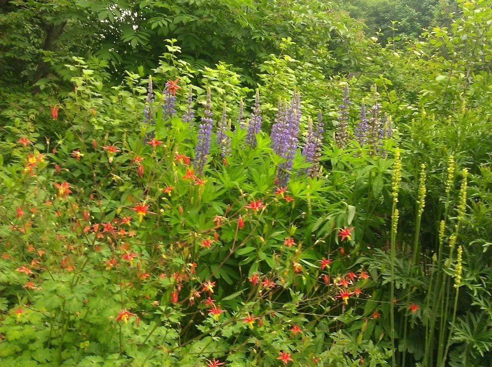 Edmonds Demo Garden - Vol Steward Led