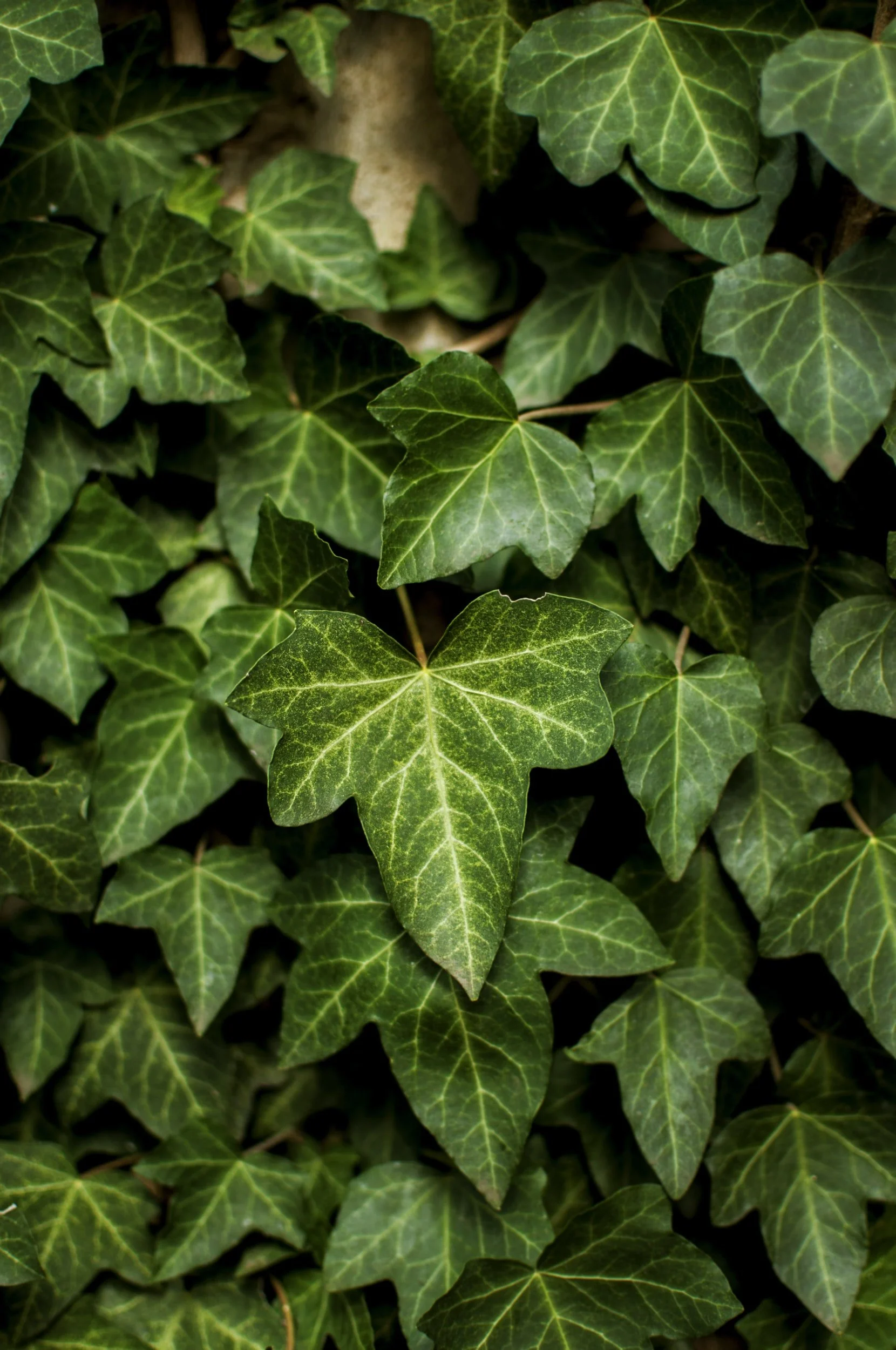 Earth Day Pine Ridge Park Ivy Pull