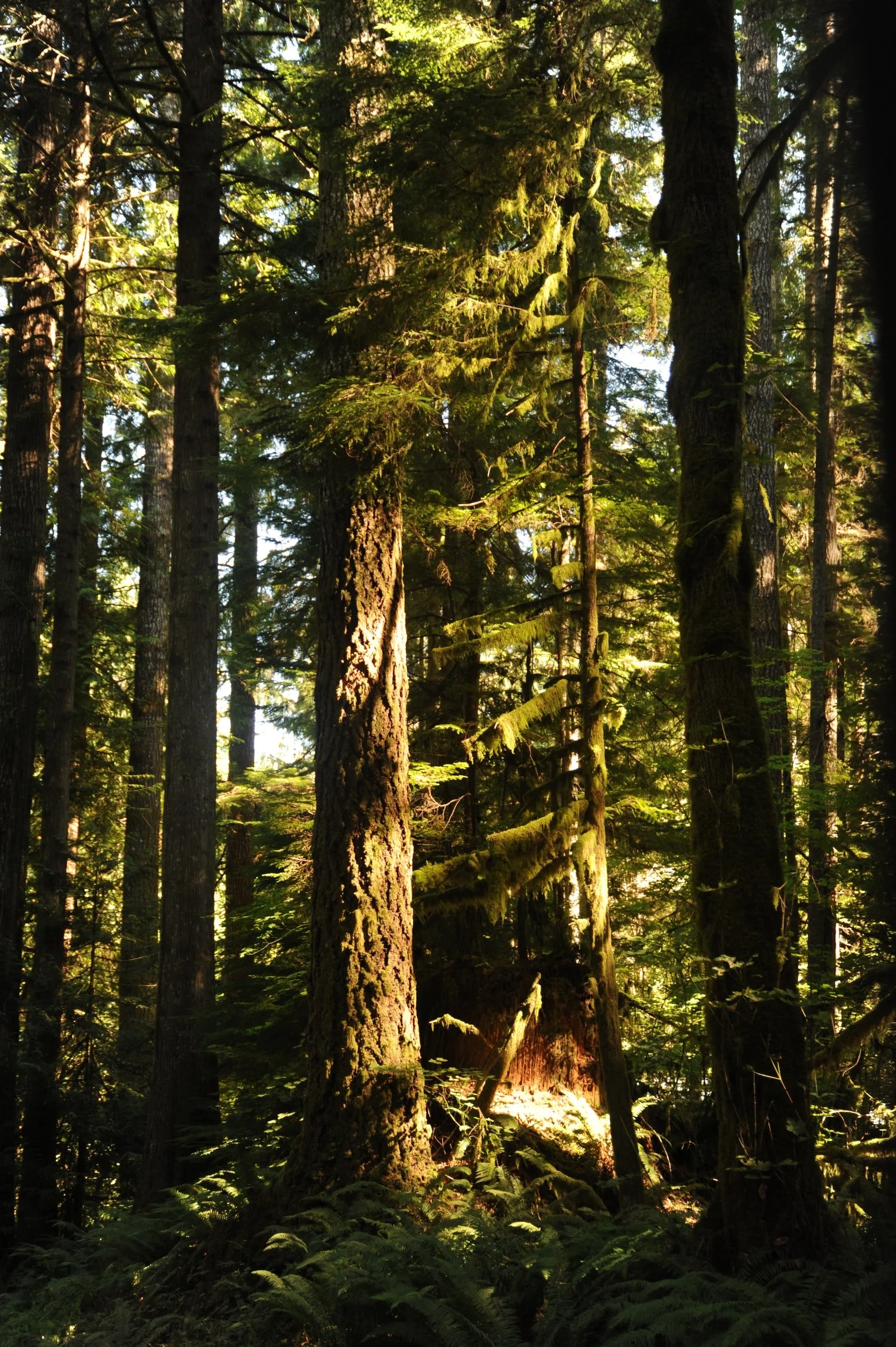 Hutt Park Restoration - Led by Edmonds Stewards