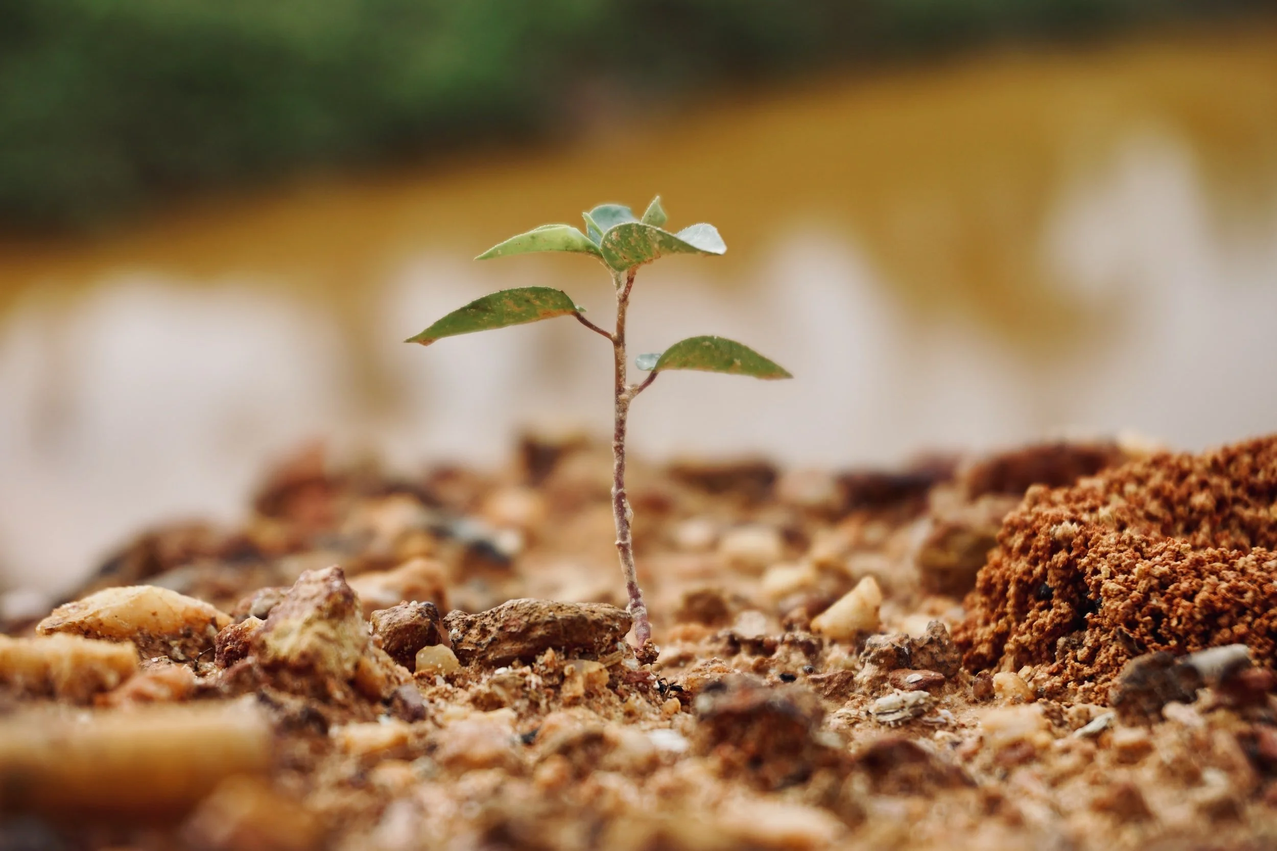 Pine Ridge Park Planting Event