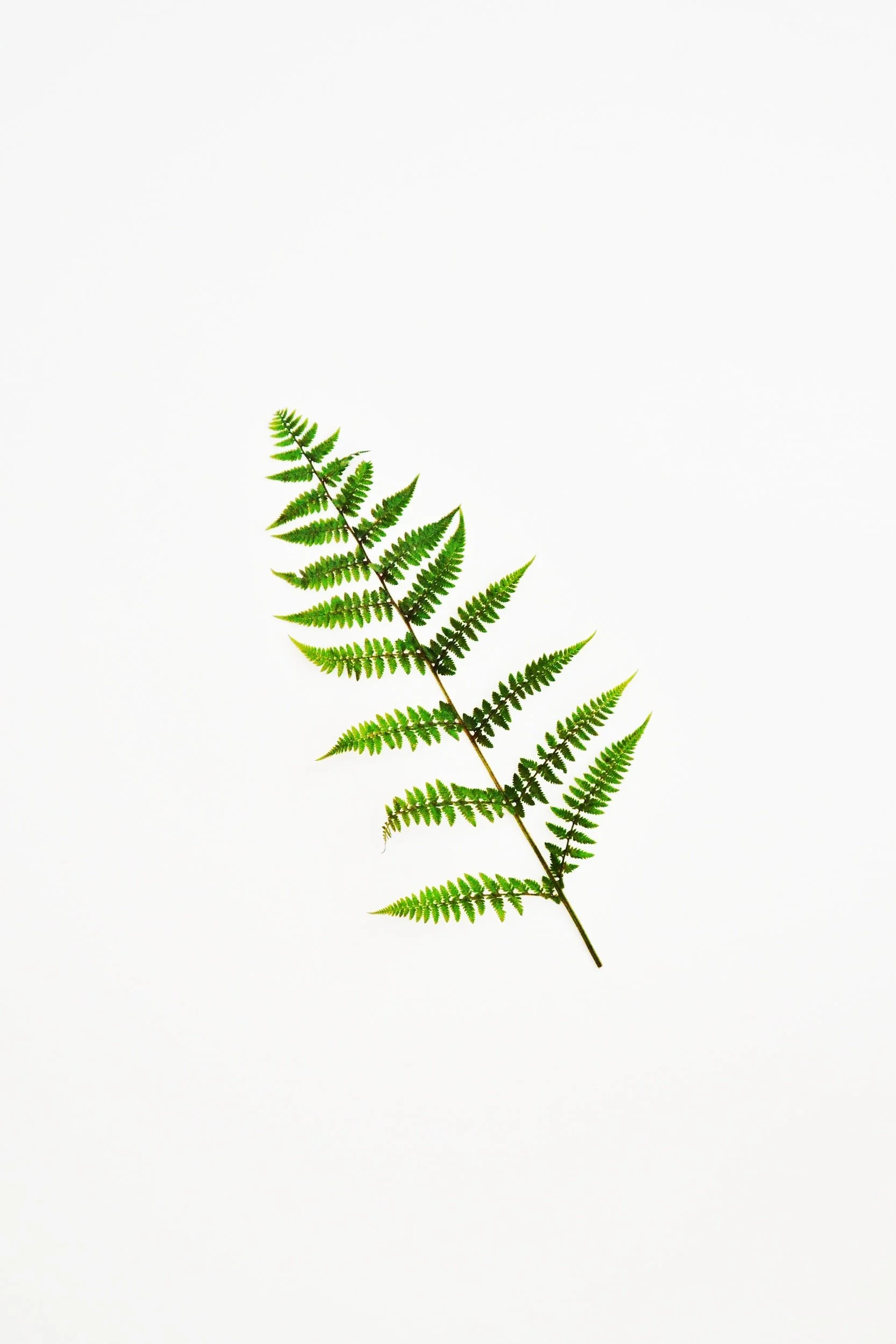 Pine Ridge Restoration