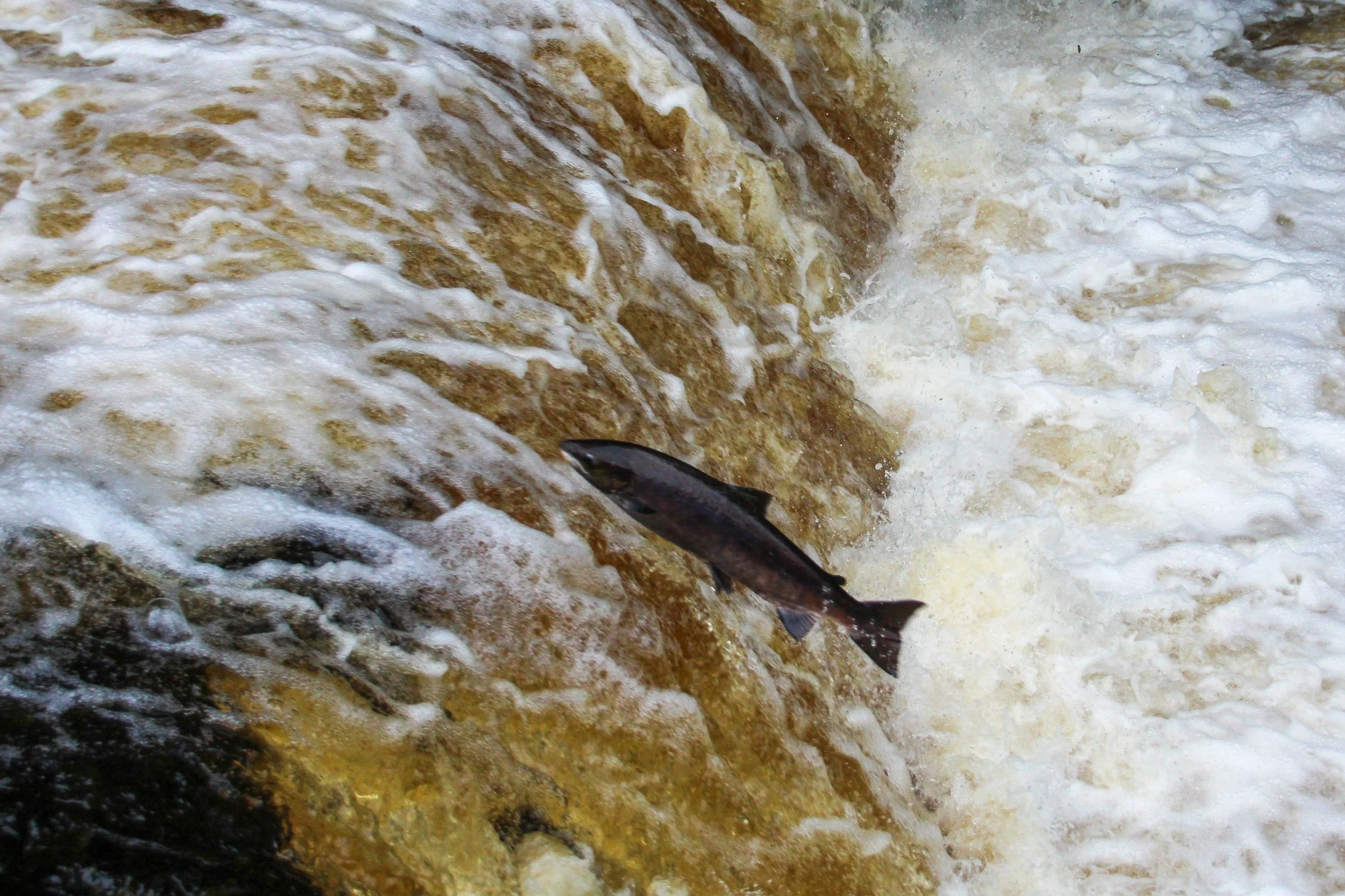 Coho Fish Release #2