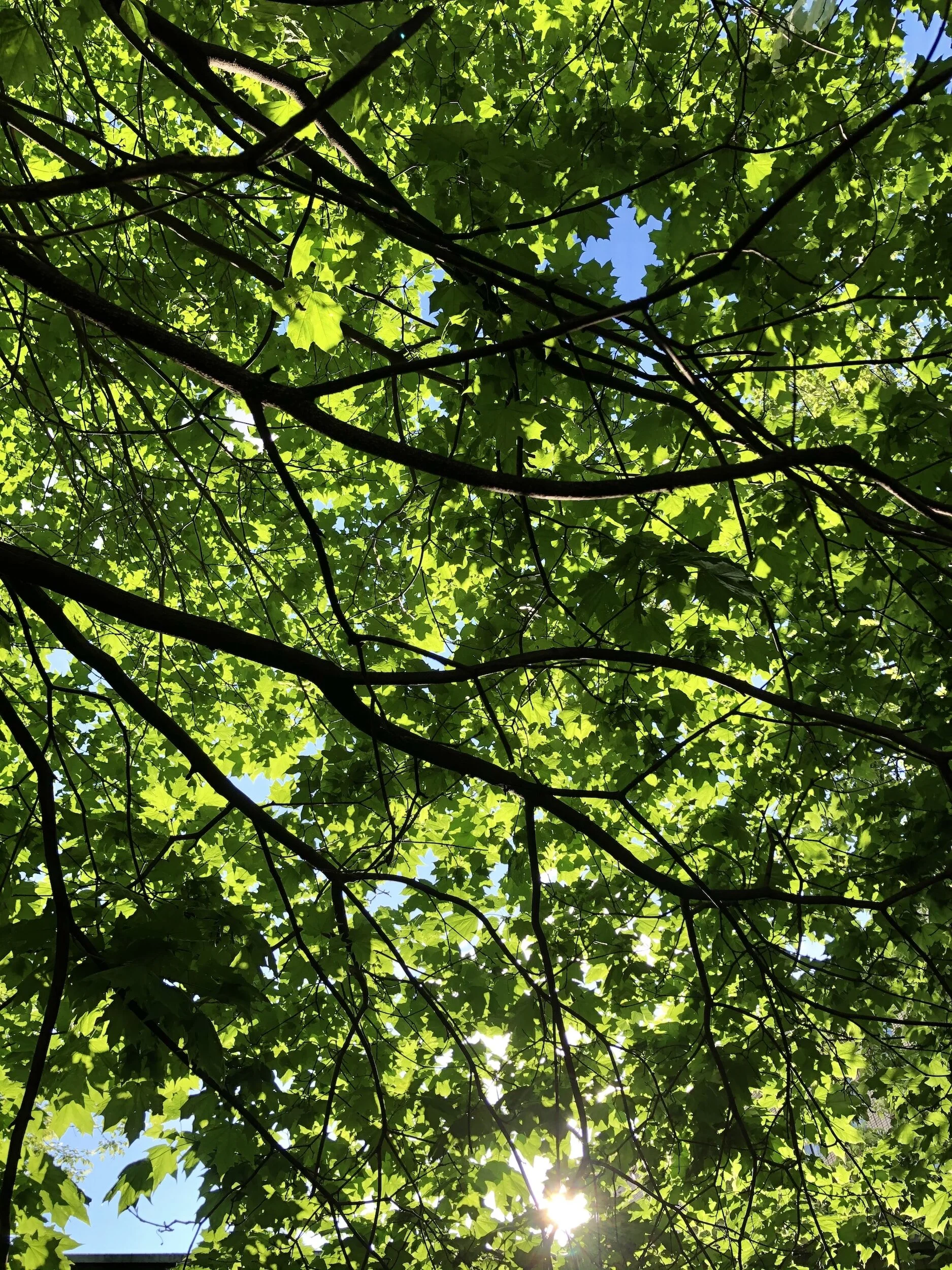Hutt Park Habitat Restoration - Led by Edmonds Stewards
