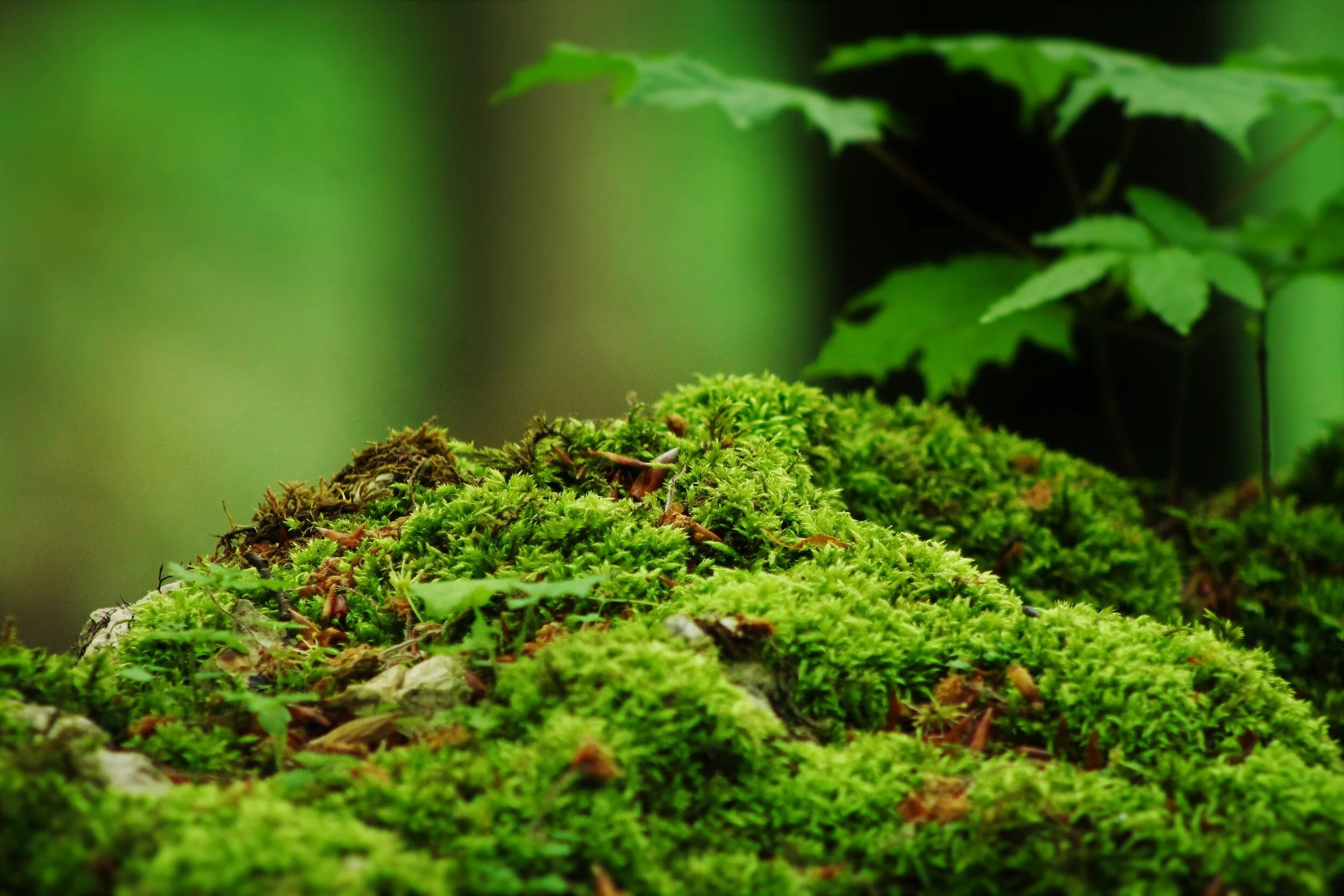 Pine Ridge Park Restoration - Led by Edmonds Stewards    
