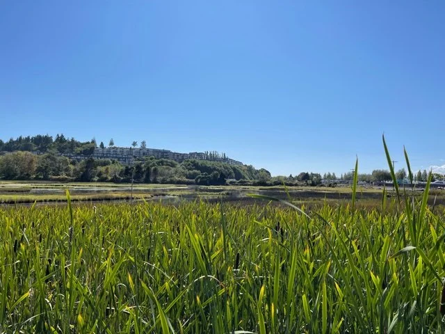 Arbor Month Planting at the Marsh Buffer Led by the Edmonds Stewards