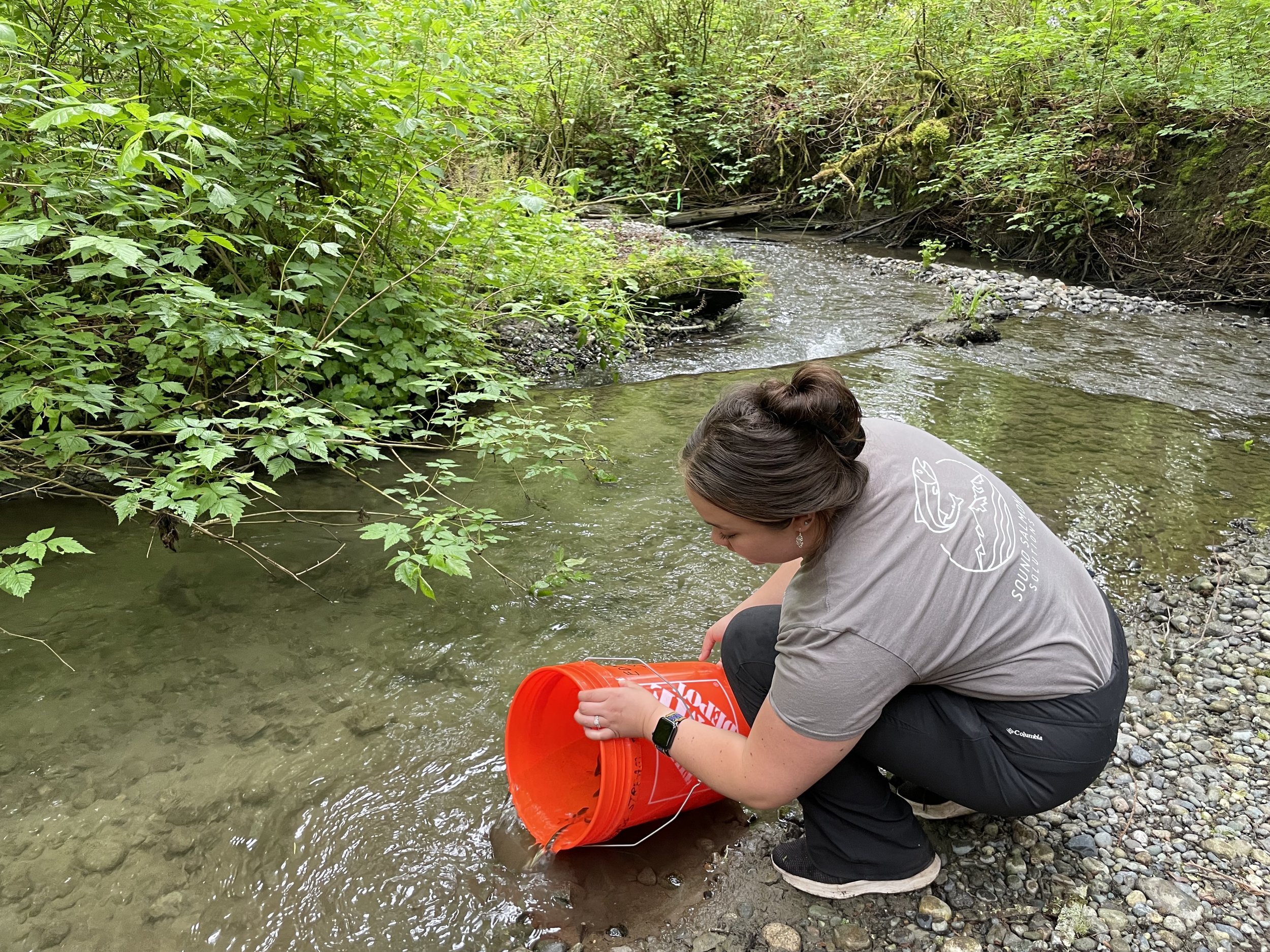 The Hatchery Program Manager releasing coho into Boeing Creek