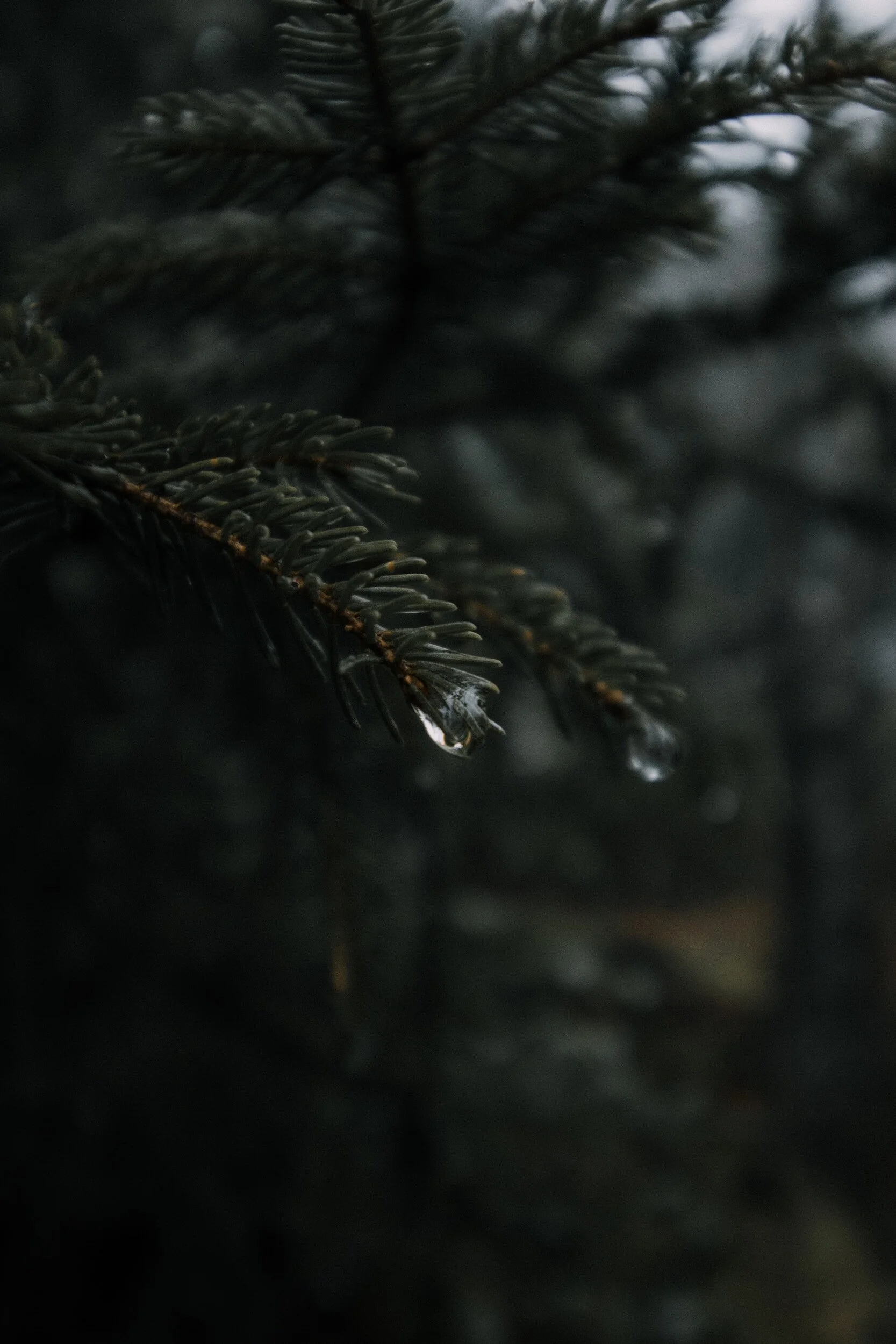 Hutt Park Habitat Restoration - Led by Edmonds Stewards  