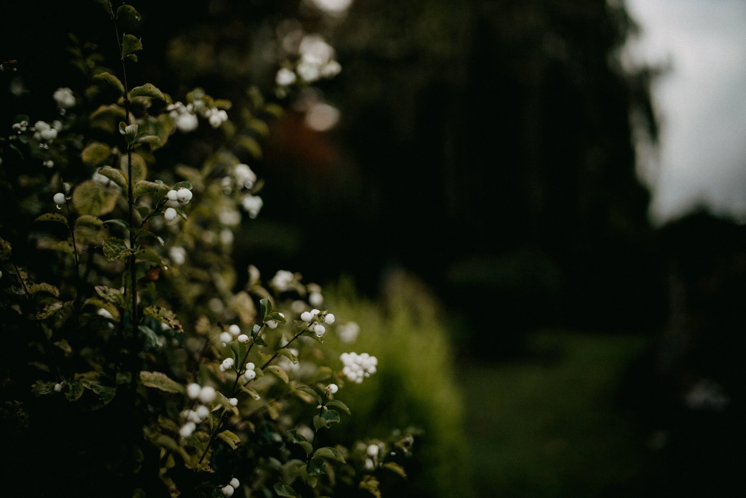 Pine Ridge Park Restoration - Led by Edmonds Stewards