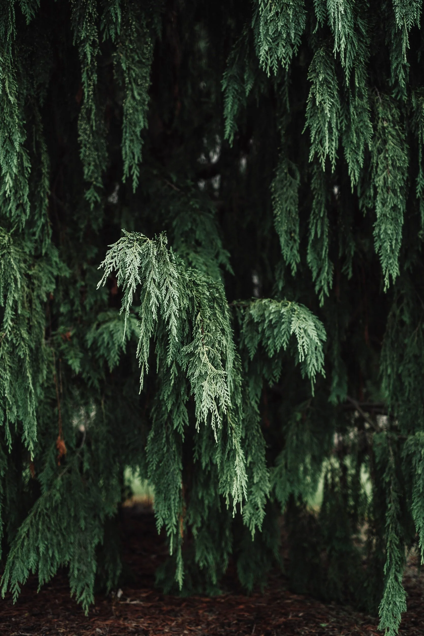 Hutt Park Habitat Restoration - Led by Edmonds Stewards  