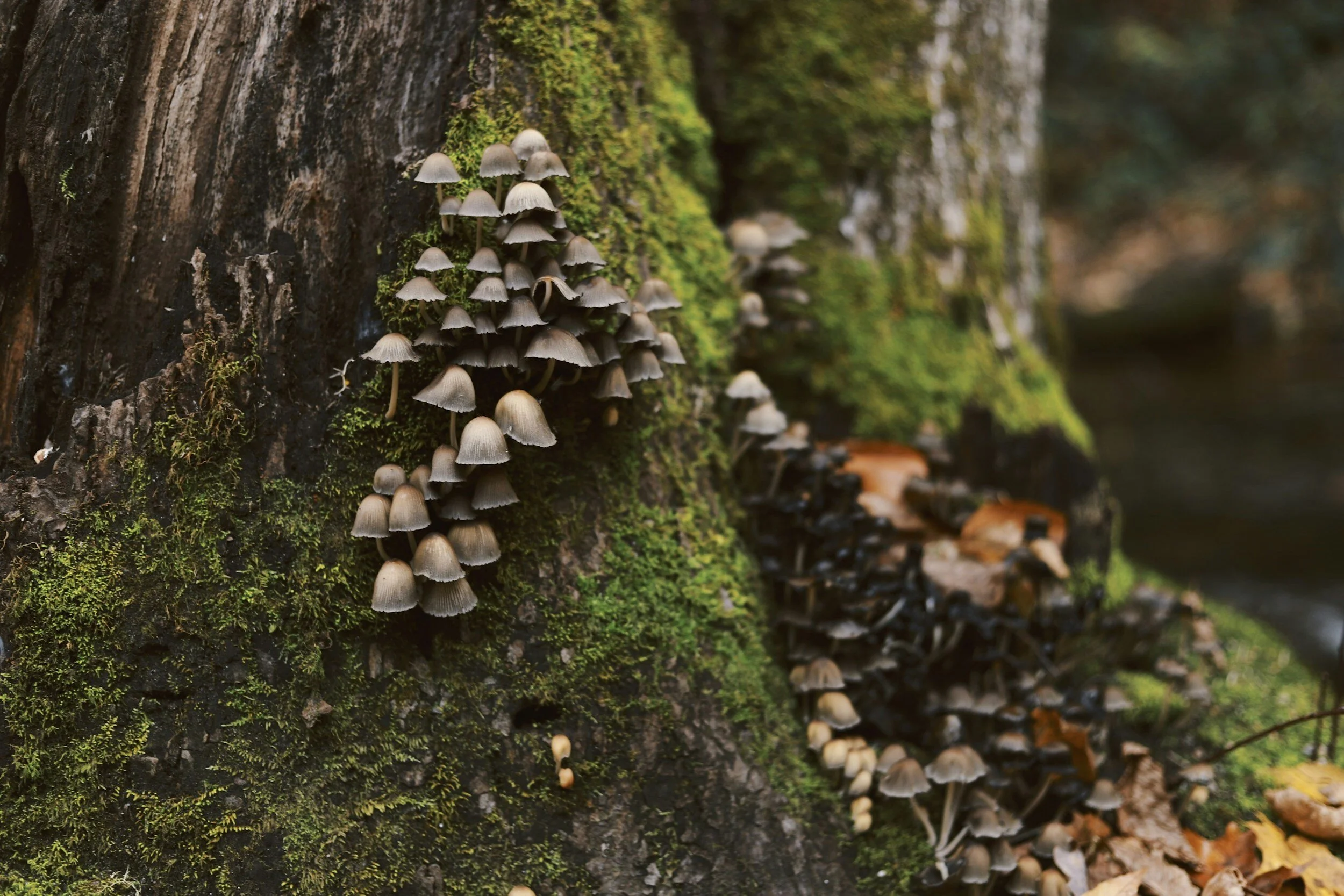 Yost Park Habitat Restoration - Led by Edmonds Stewards 