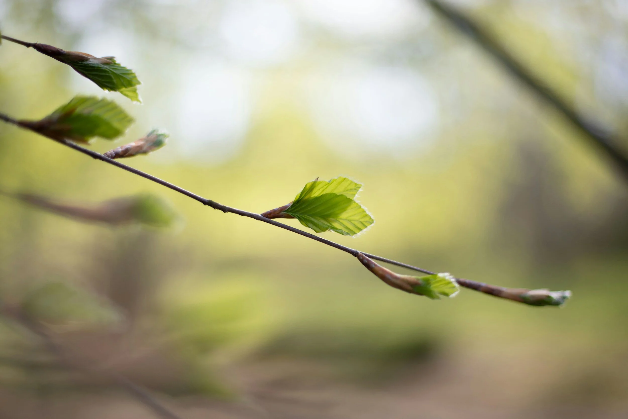 Yost Park Habitat Restoration - Led by Edmonds Stewards 