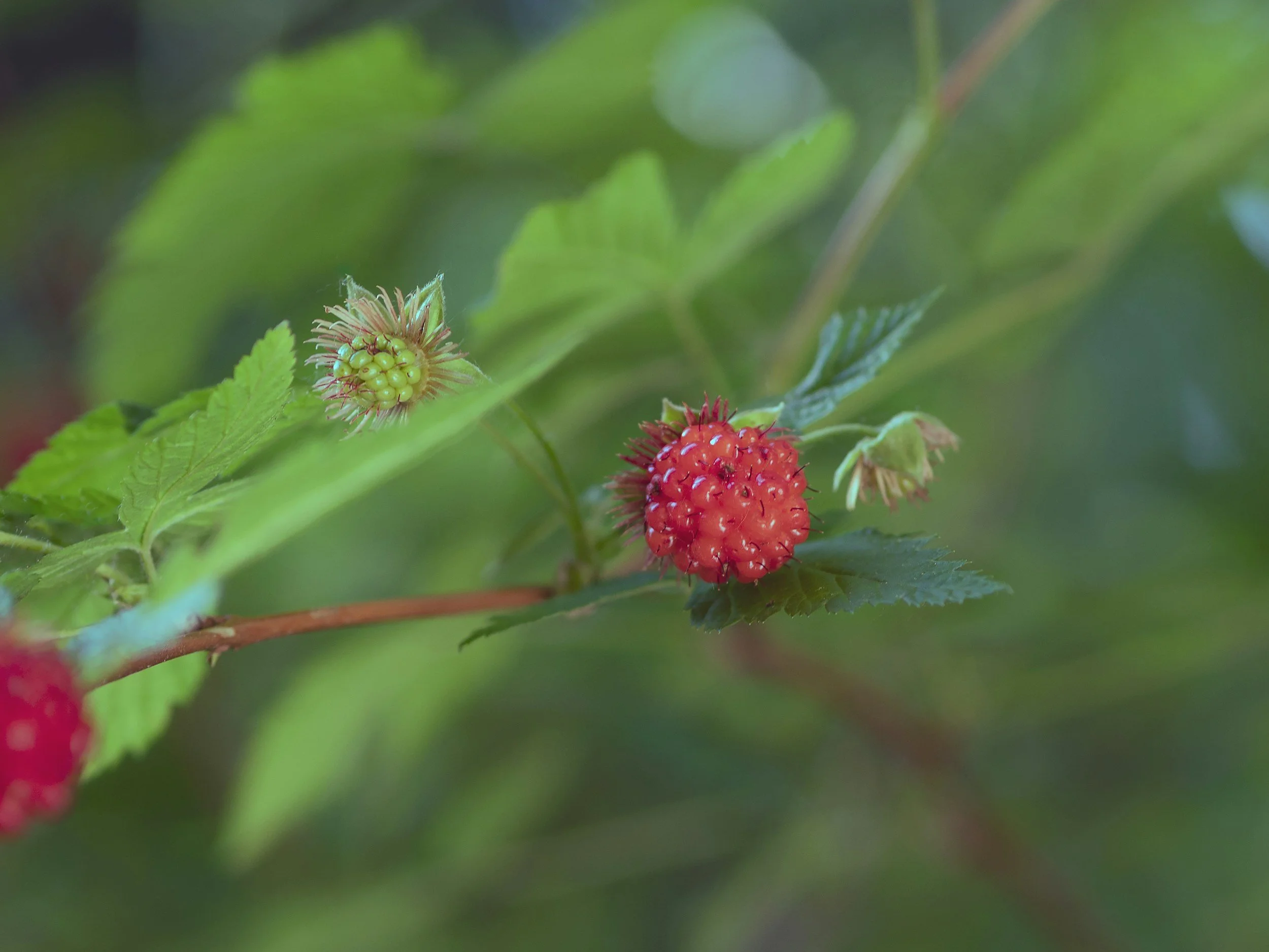 Yost Park Habitat Restoration - Led by Edmonds Stewards