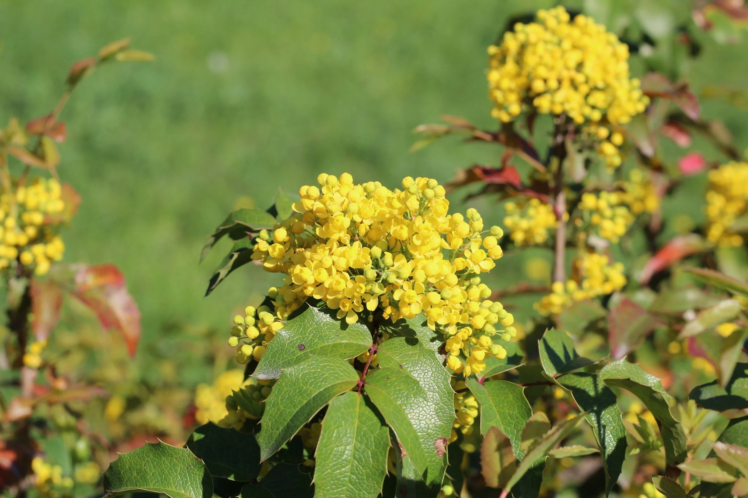 Yost Park Habitat Restoration - Led by Edmonds Stewards 