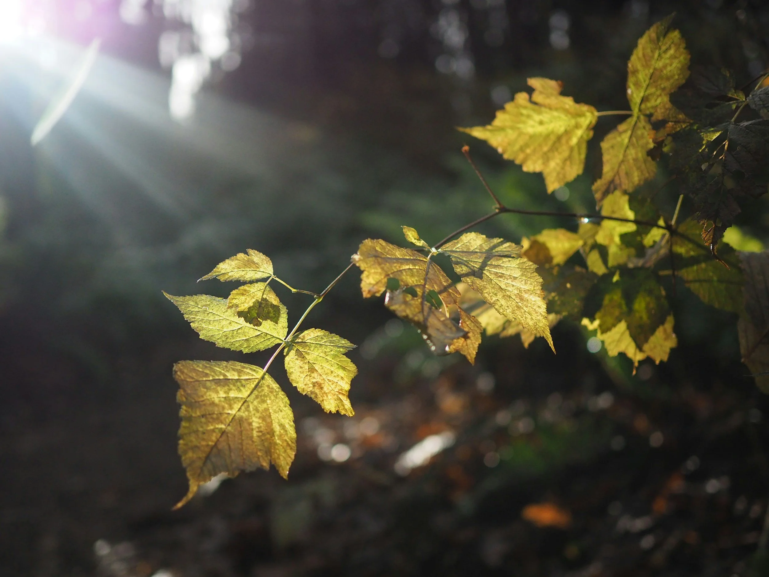 Hutt Park Habitat Restoration - Led by Edmonds Stewards