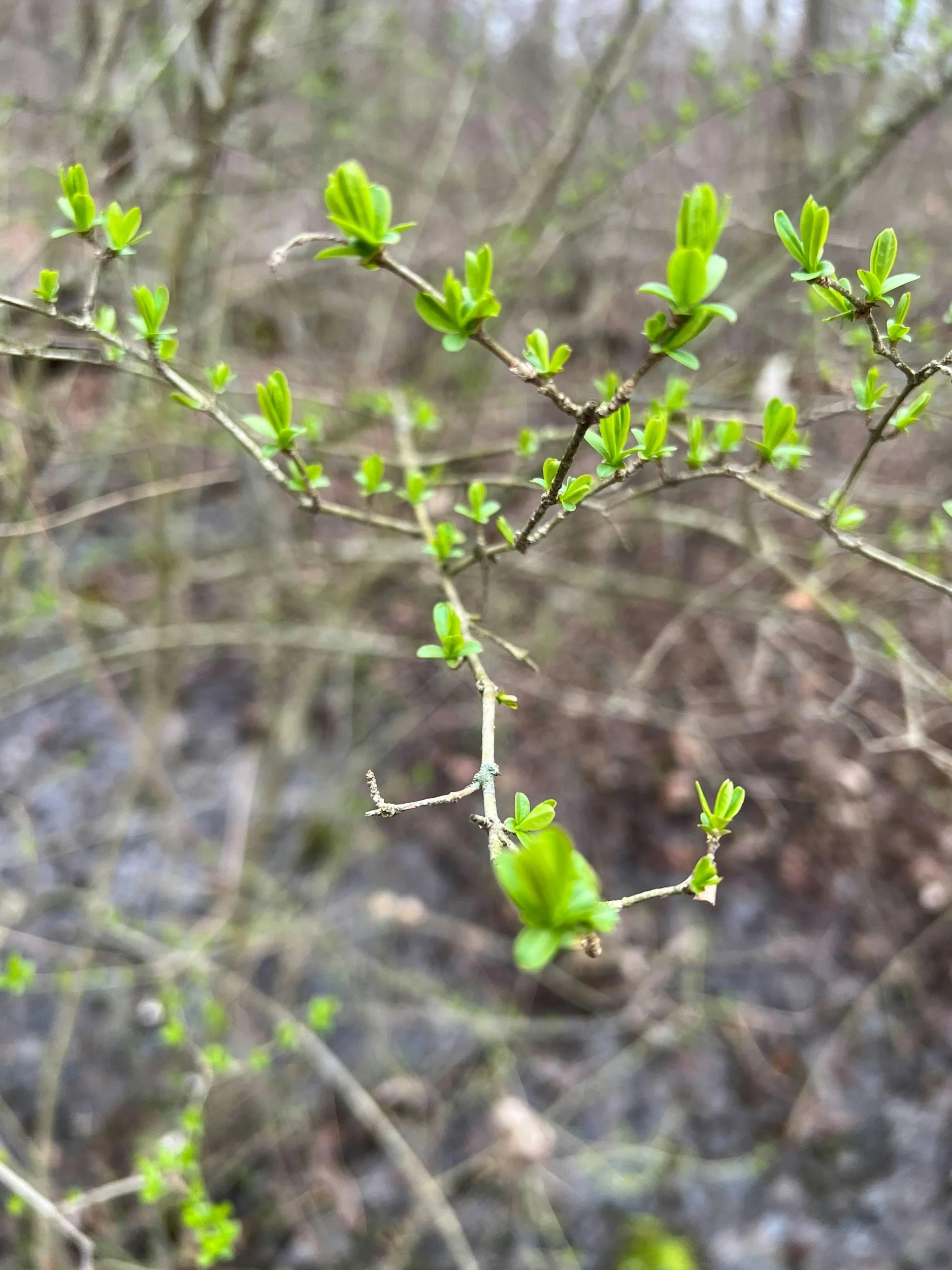 Pine Ridge Park Restoration - Led by Edmonds Stewards