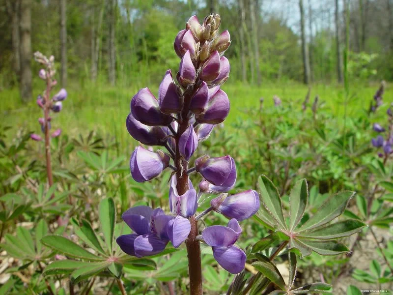 Yost Park Habitat Restoration - Led by Edmonds Stewards