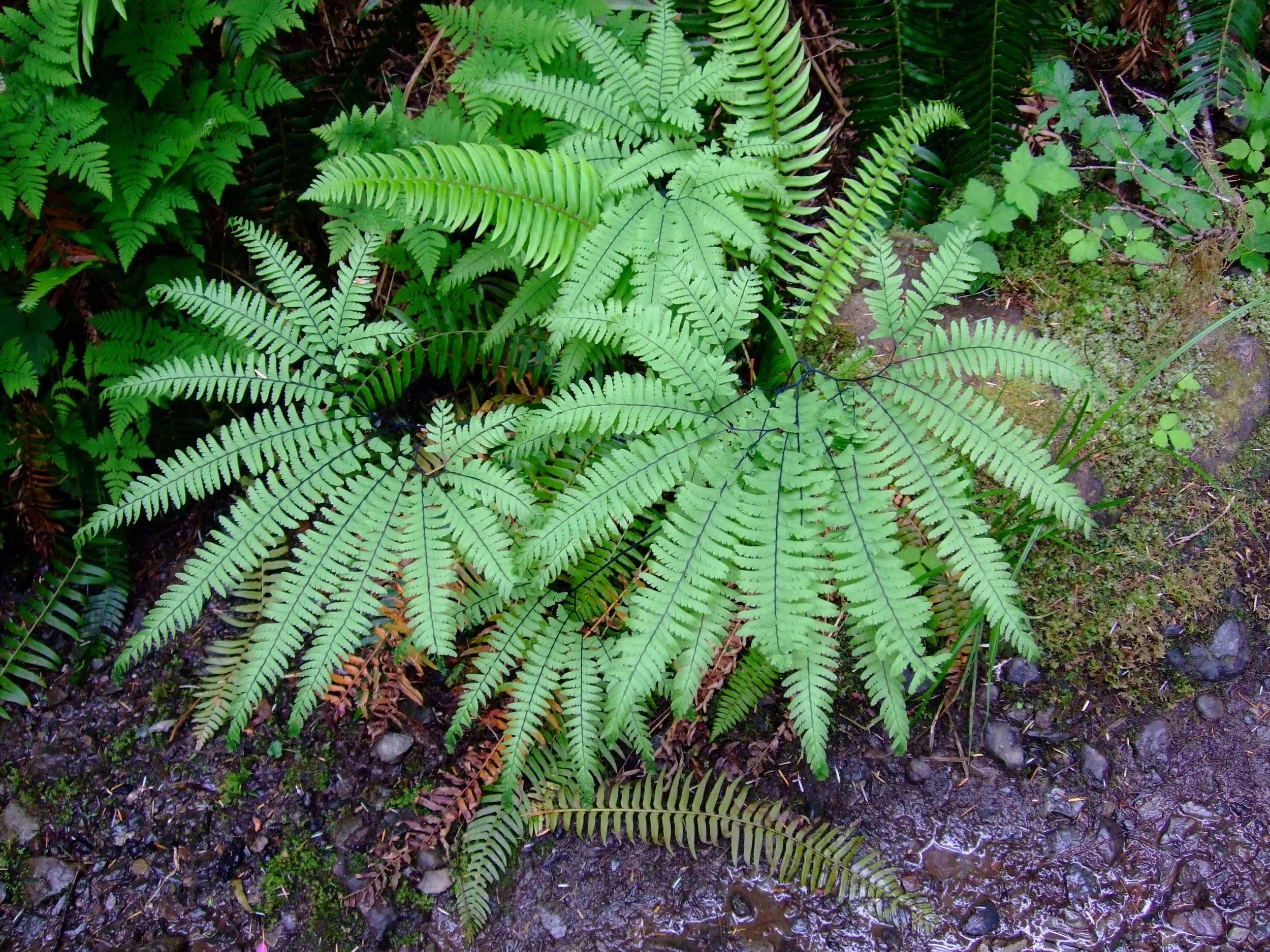 Yost Park Habitat Restoration - Led by Edmonds Stewards