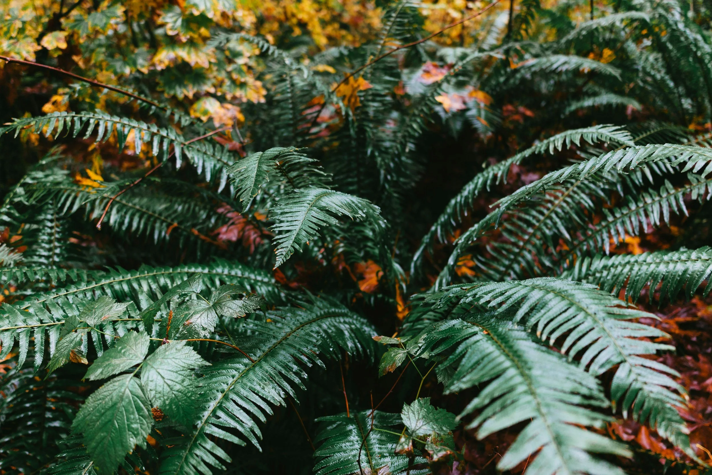 Yost Park Habitat Restoration - Led by Edmonds Stewards