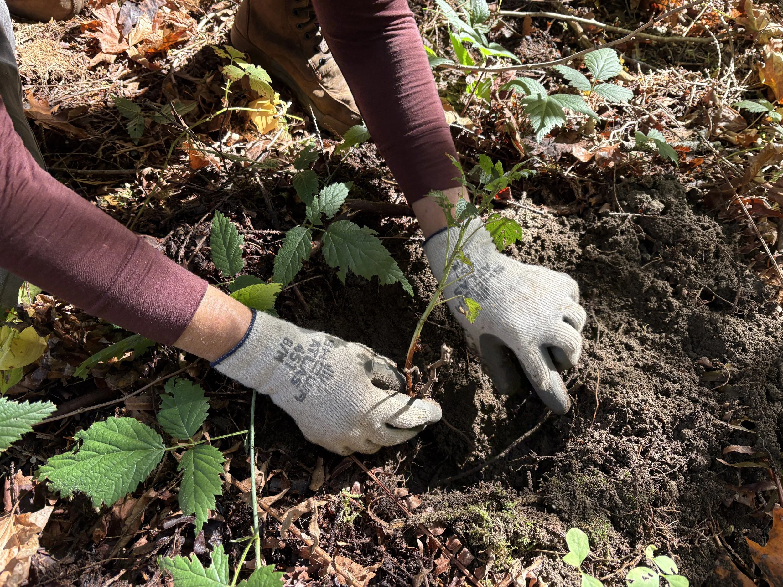 MLK Day Habitat Restoration Volunteer Event