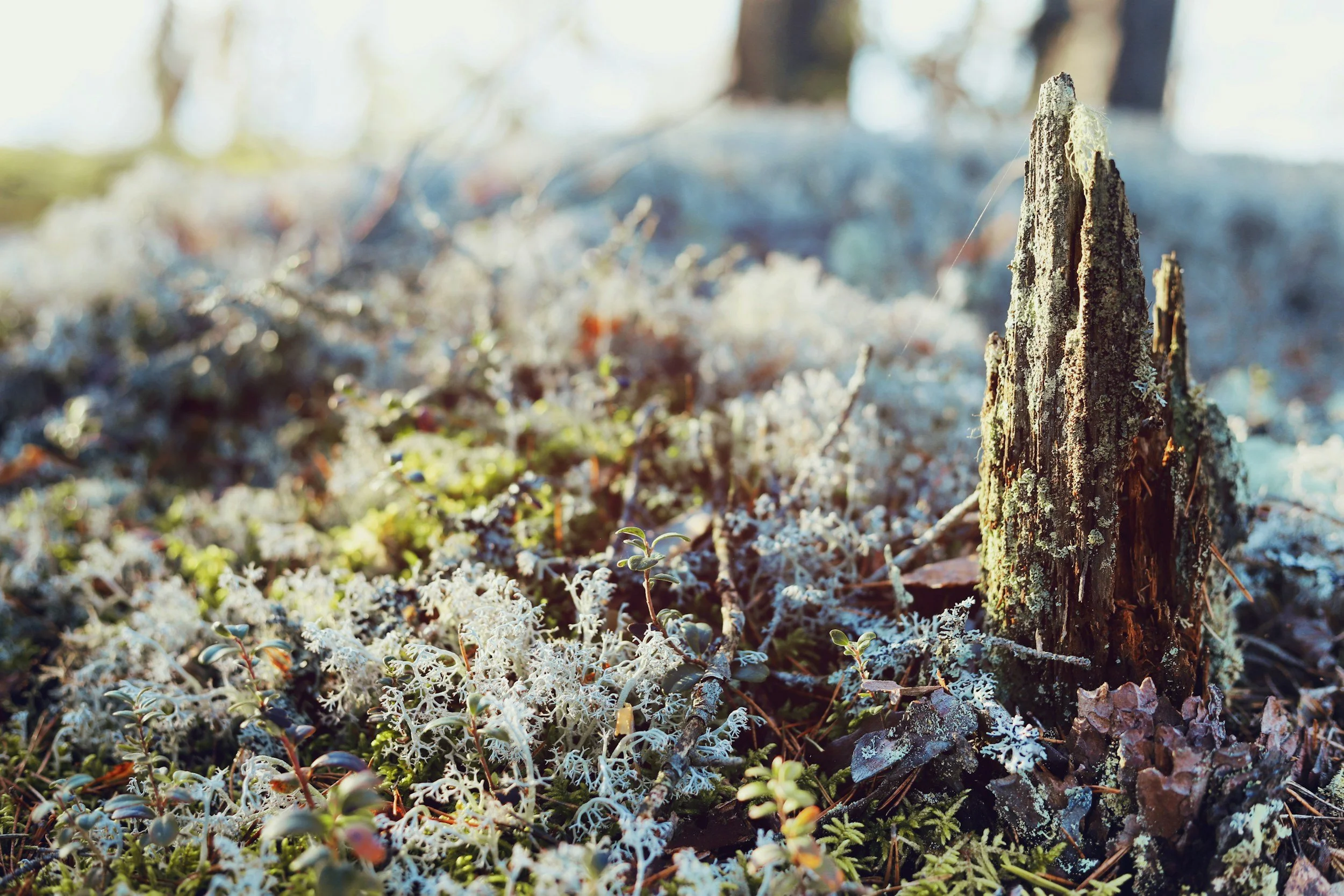 Pine Ridge Park Restoration - Led by Edmonds Stewards 