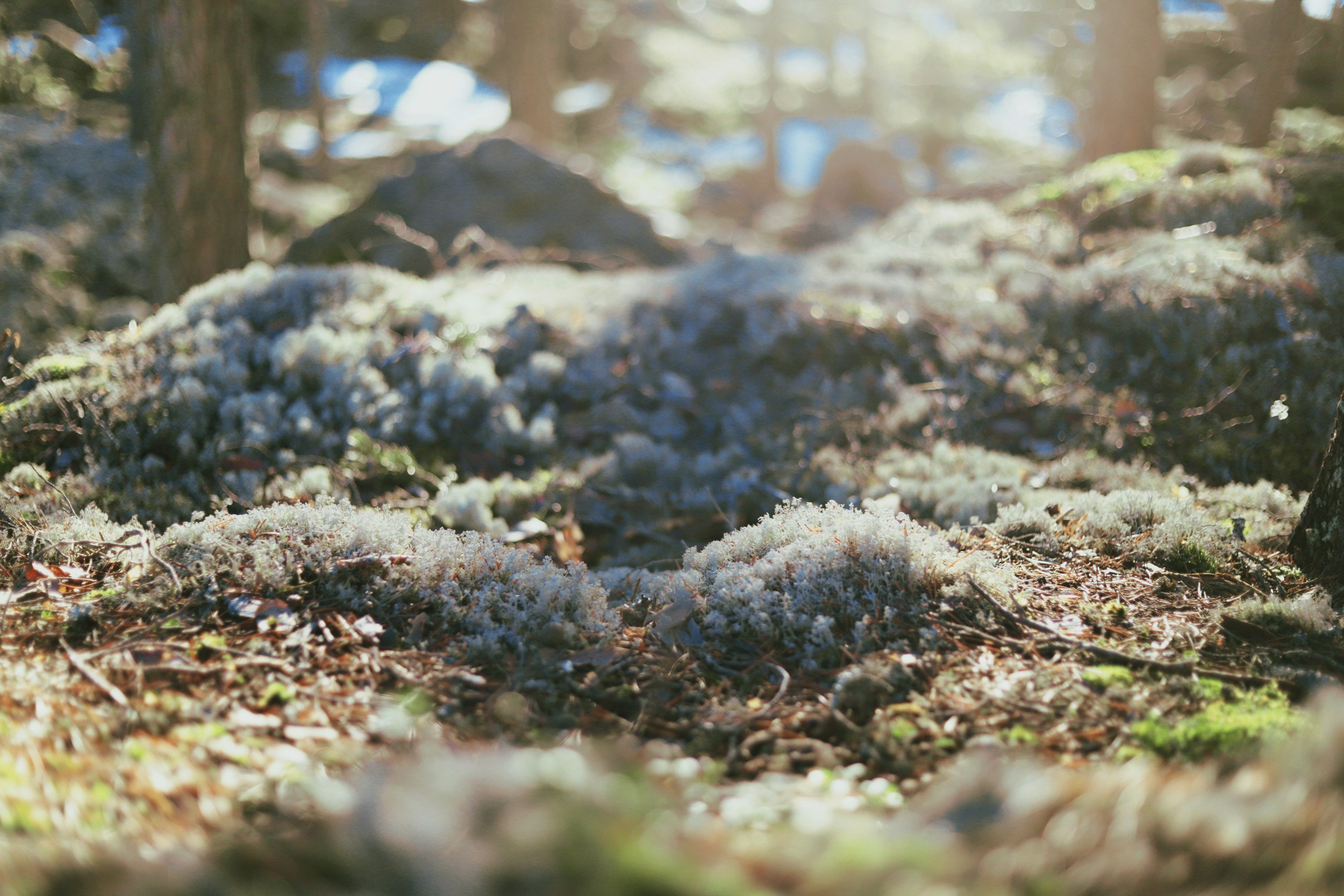 Yost Park Habitat Restoration - Led by Edmonds Stewards 