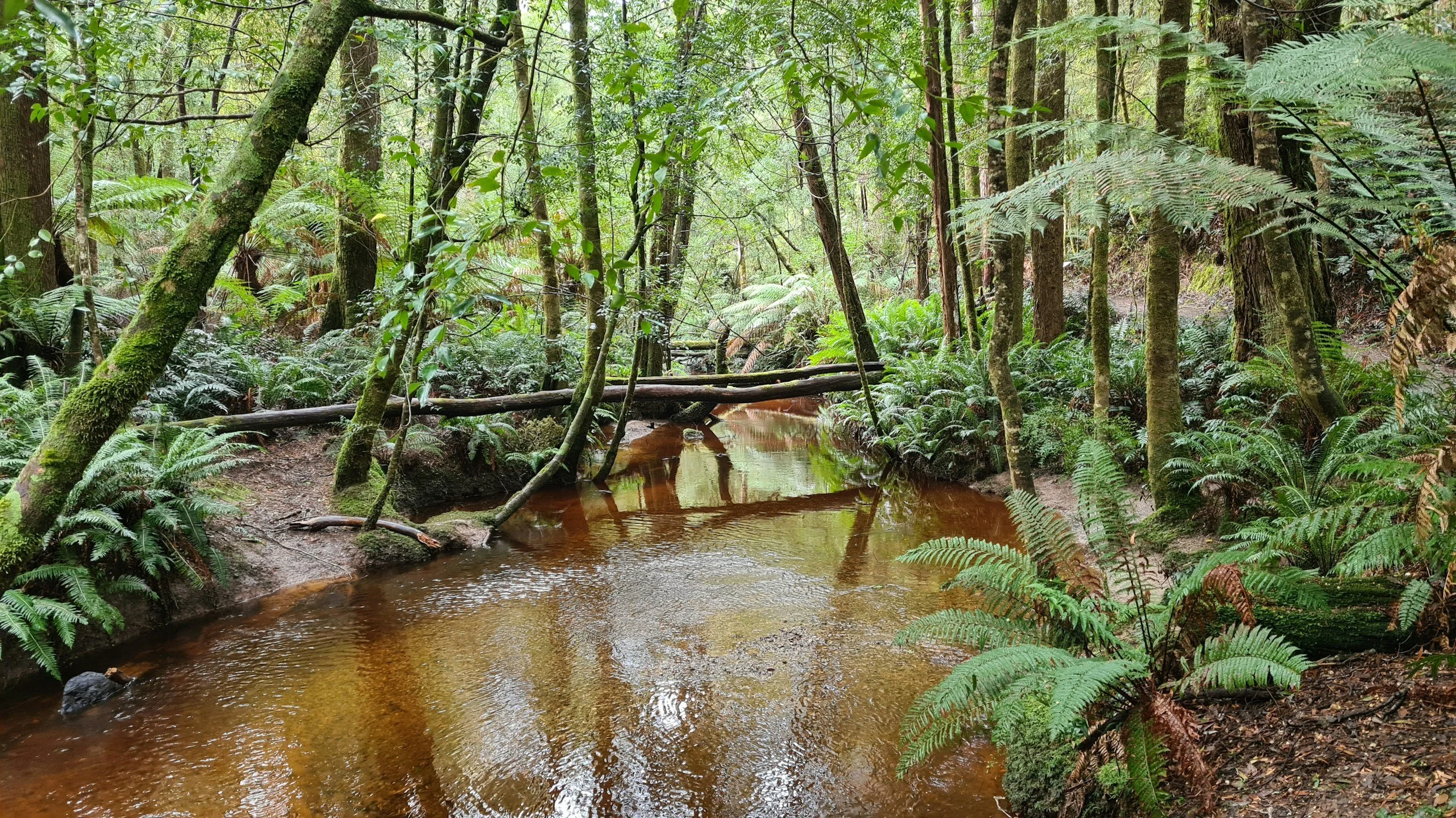 Hutt Park Habitat Restoration - Led by Edmonds Stewards