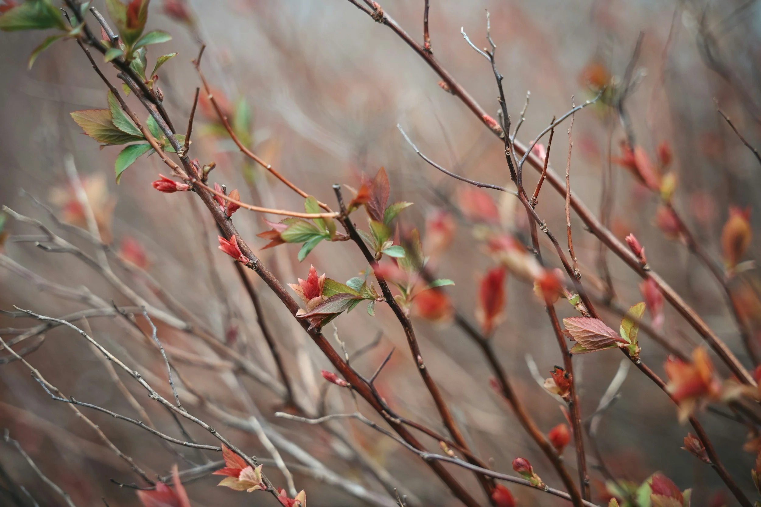 Hutt Park Habitat Restoration - Led by Edmonds Stewards