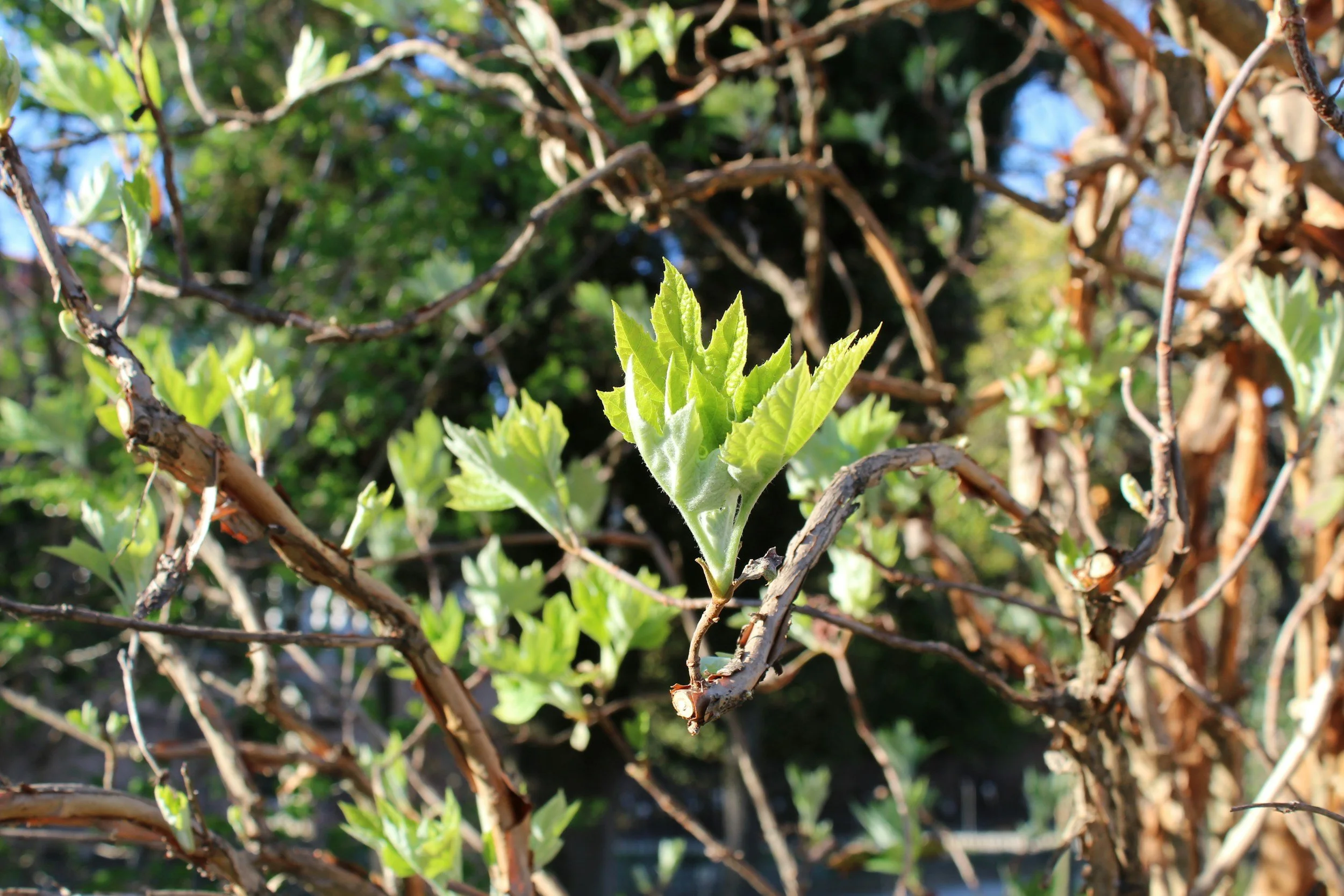 Pine Ridge Park Restoration - Led by Edmonds Stewards