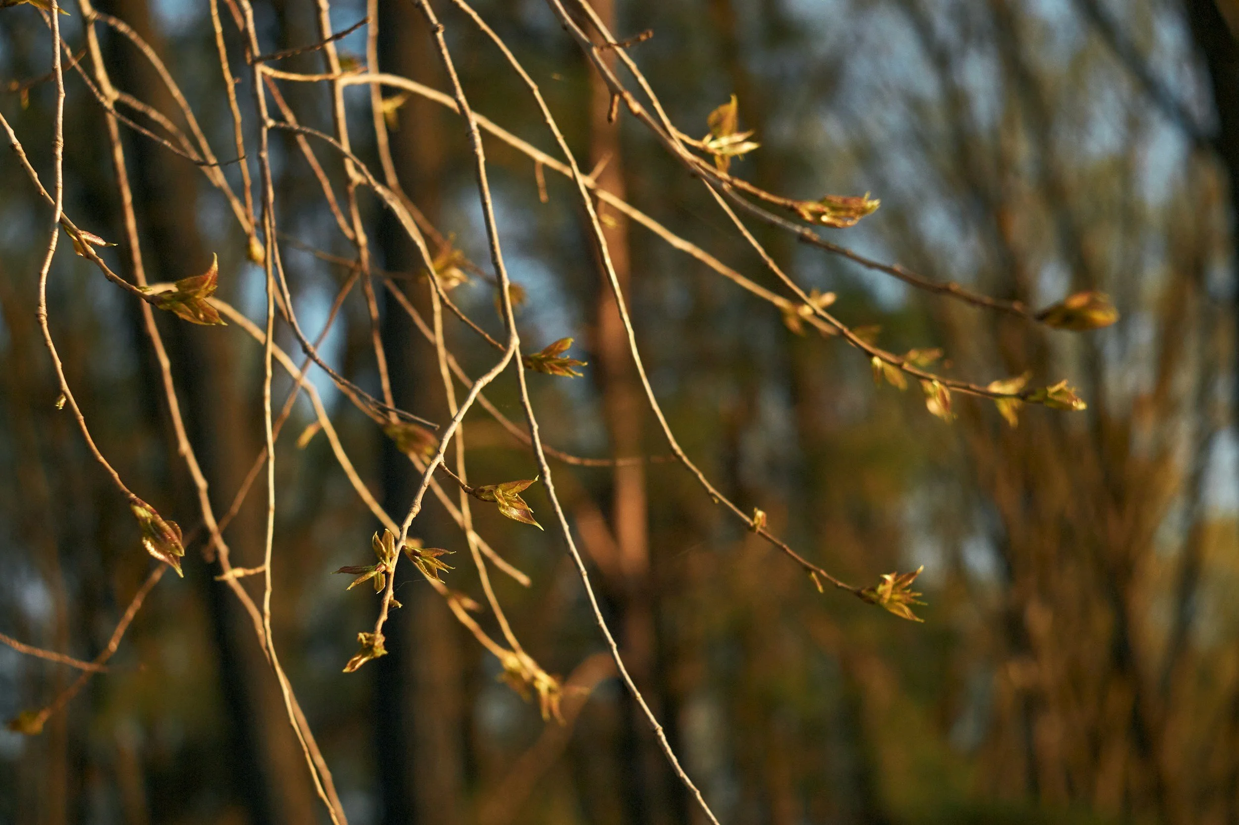 Yost Park Habitat Restoration - Led by Edmonds Stewards