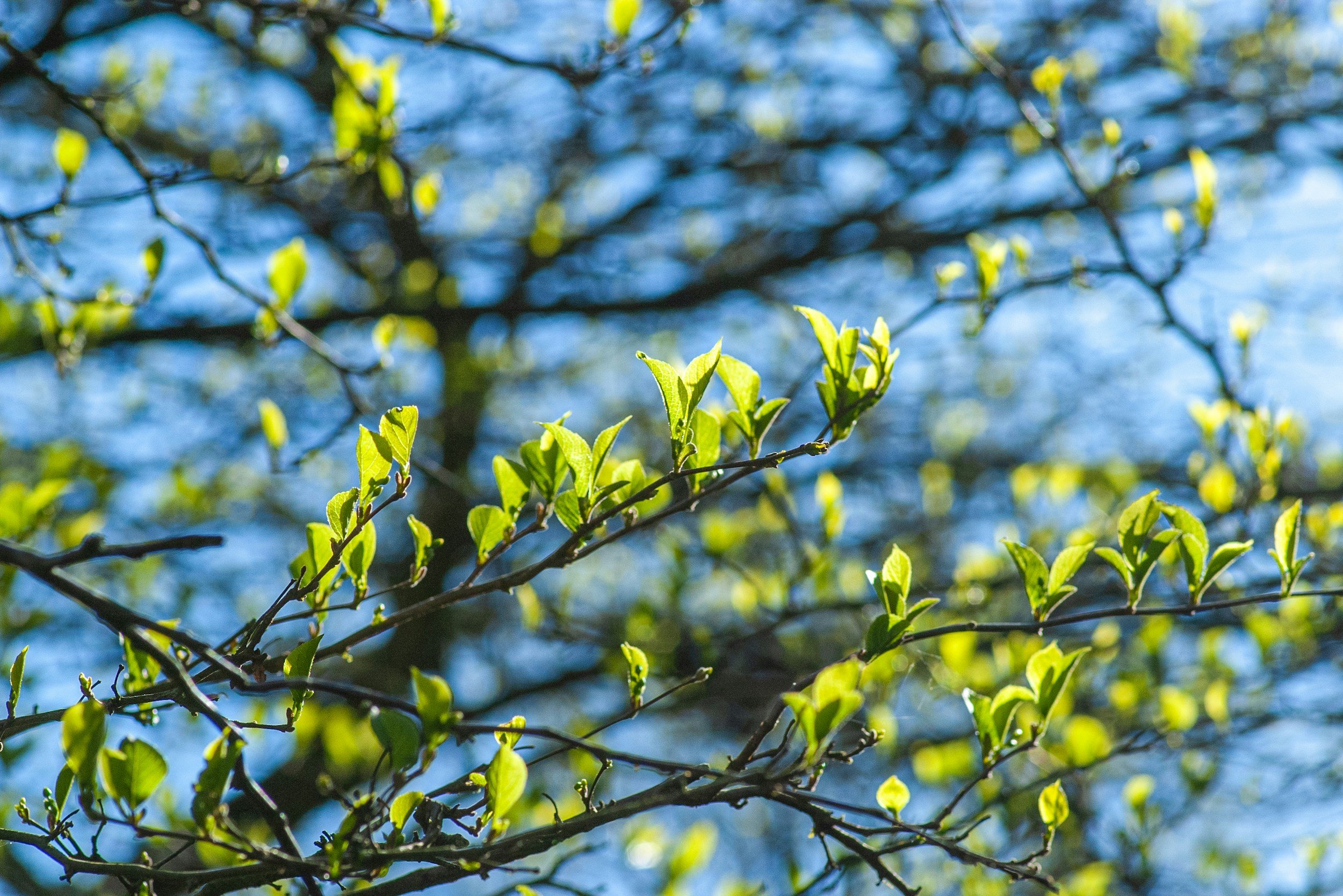 Yost Park Habitat Restoration - Led by Edmonds Stewards