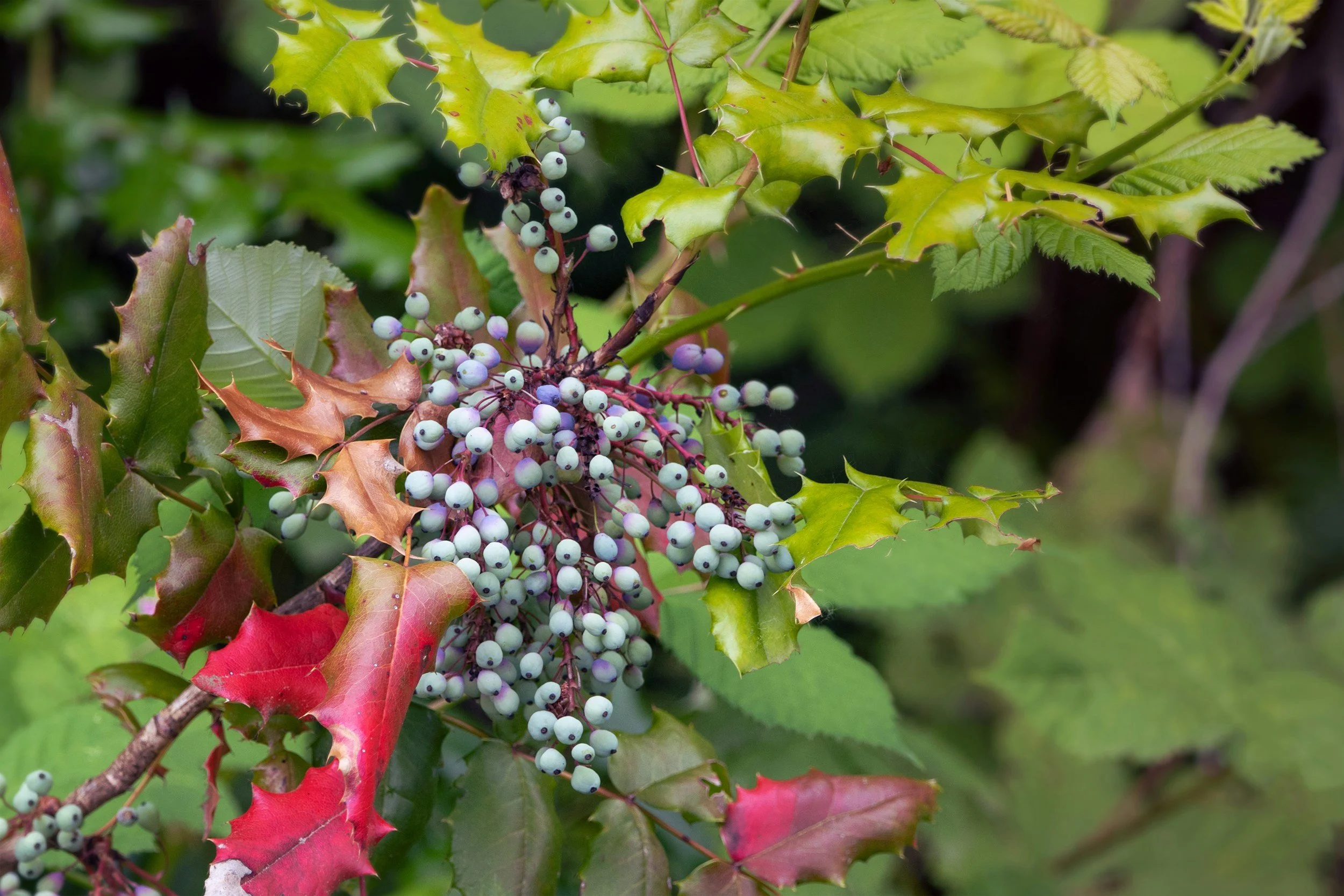 Yost Park Habitat Restoration - Led by Edmonds Stewards