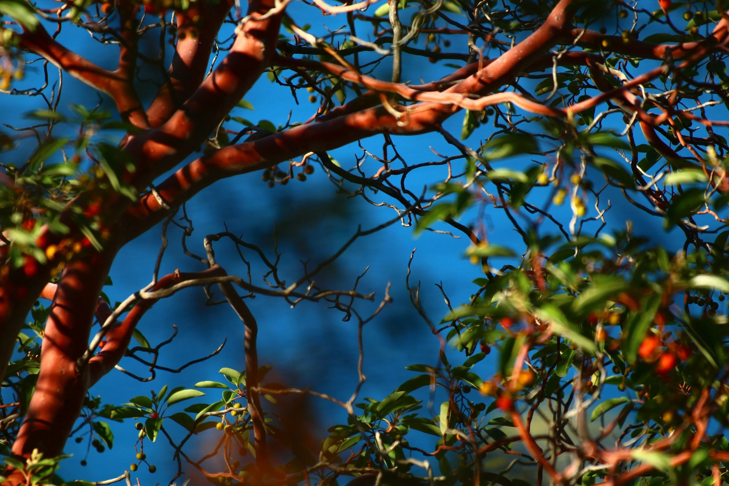 Yost Park Habitat Restoration - Led by Edmonds Stewards