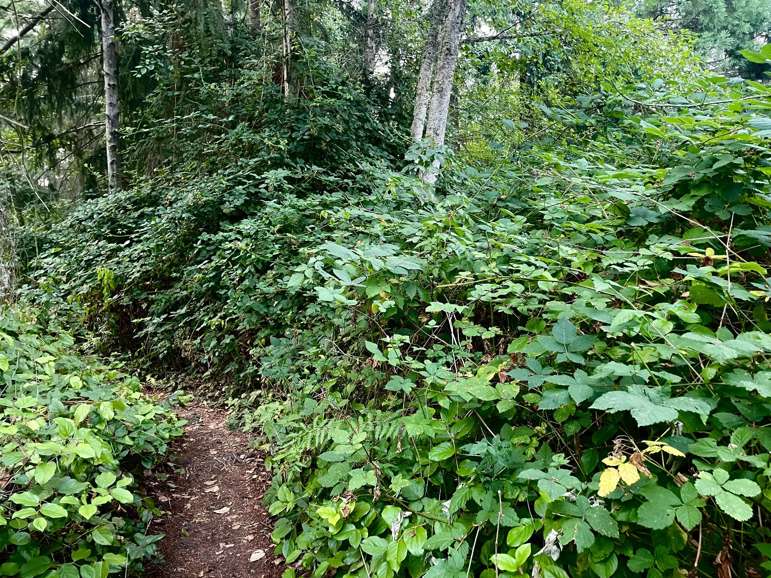 Big Gulch Park Planting Party