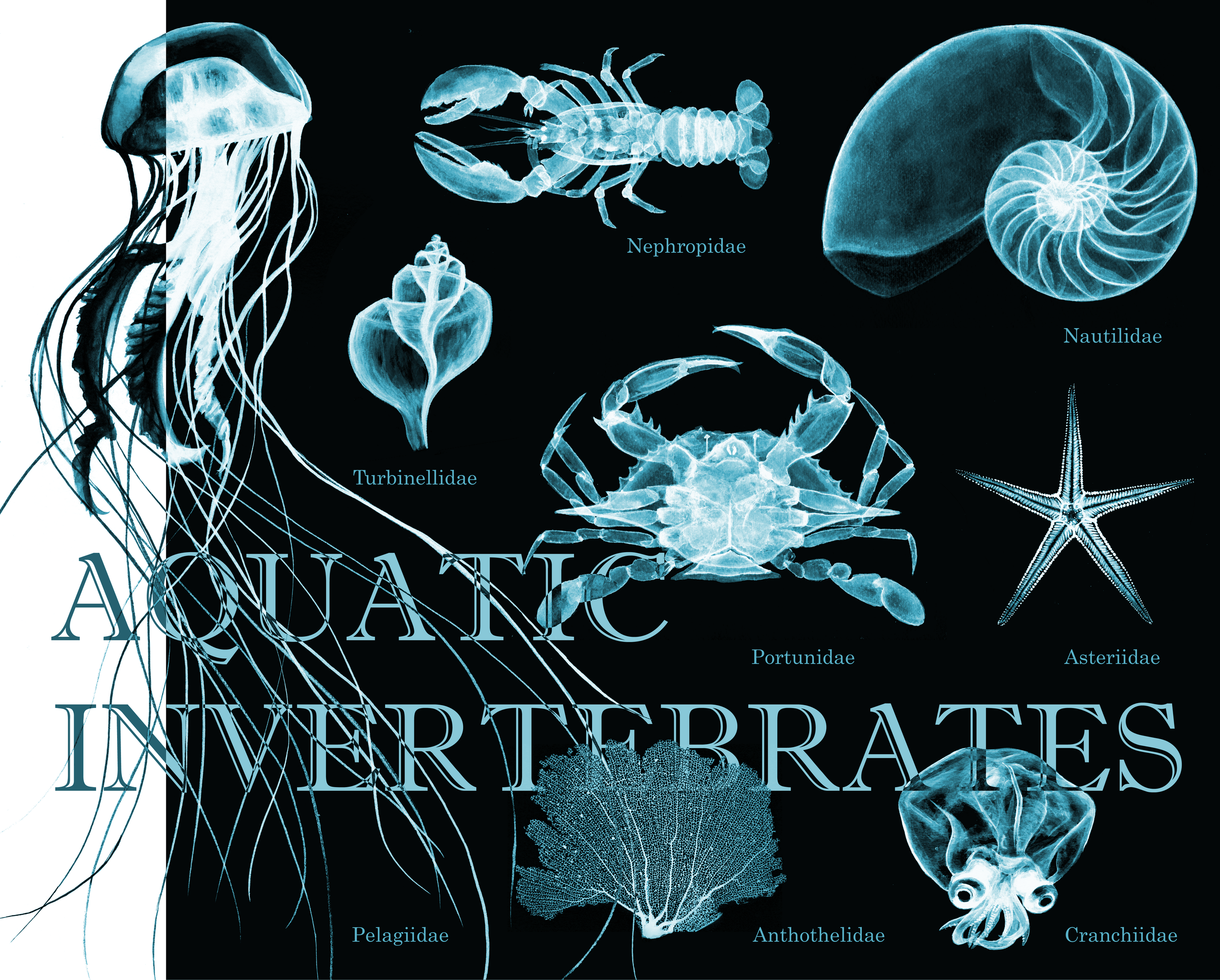 invertebrates1-01.png
